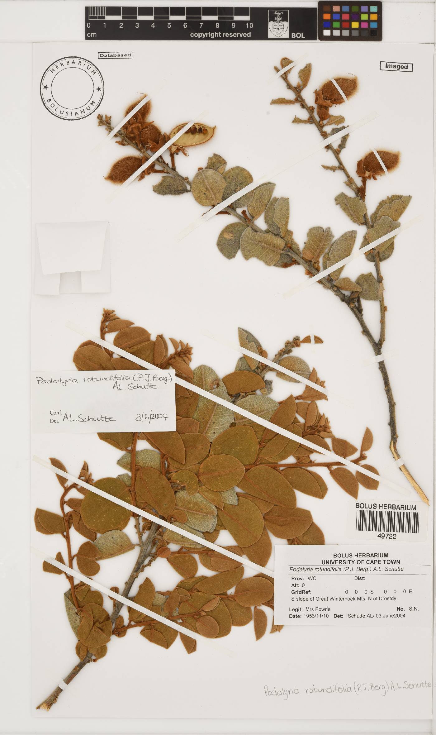 Podalyria rotundifolia image