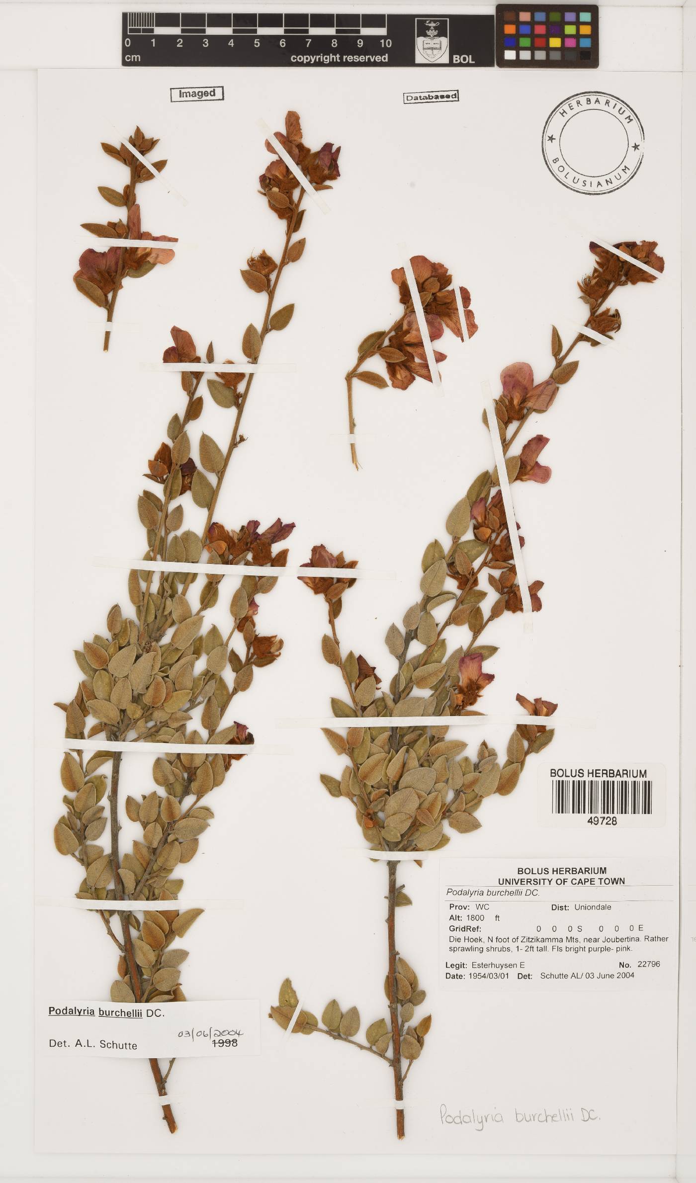 Podalyria burchellii image