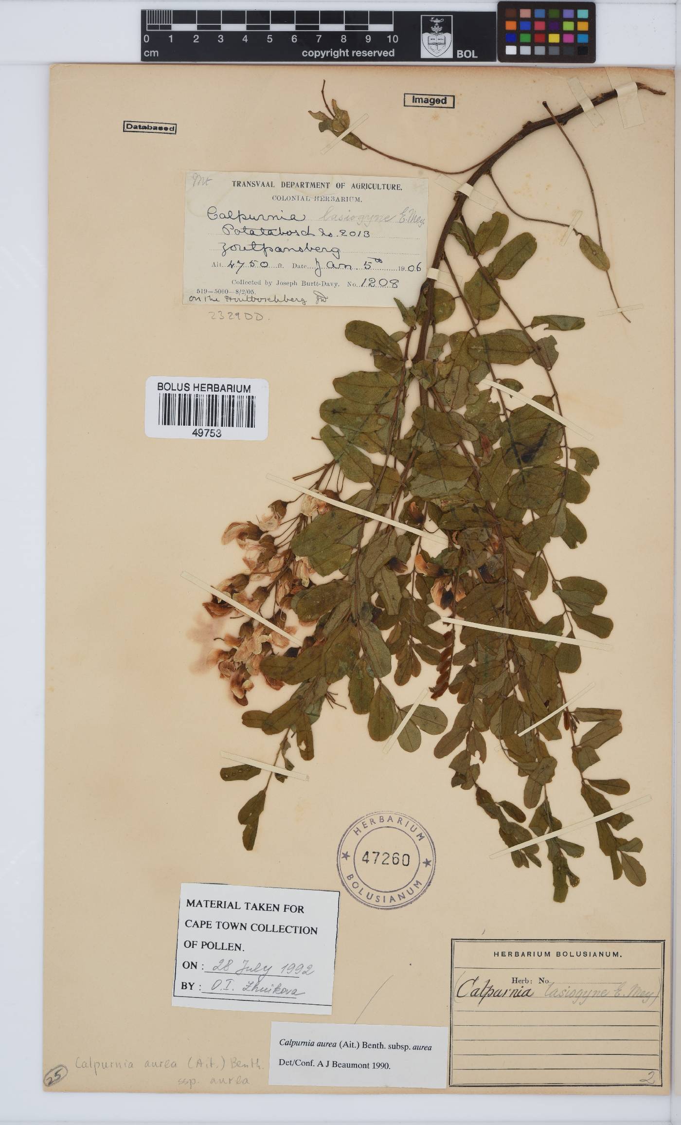 Calpurnia aurea subsp. aurea image