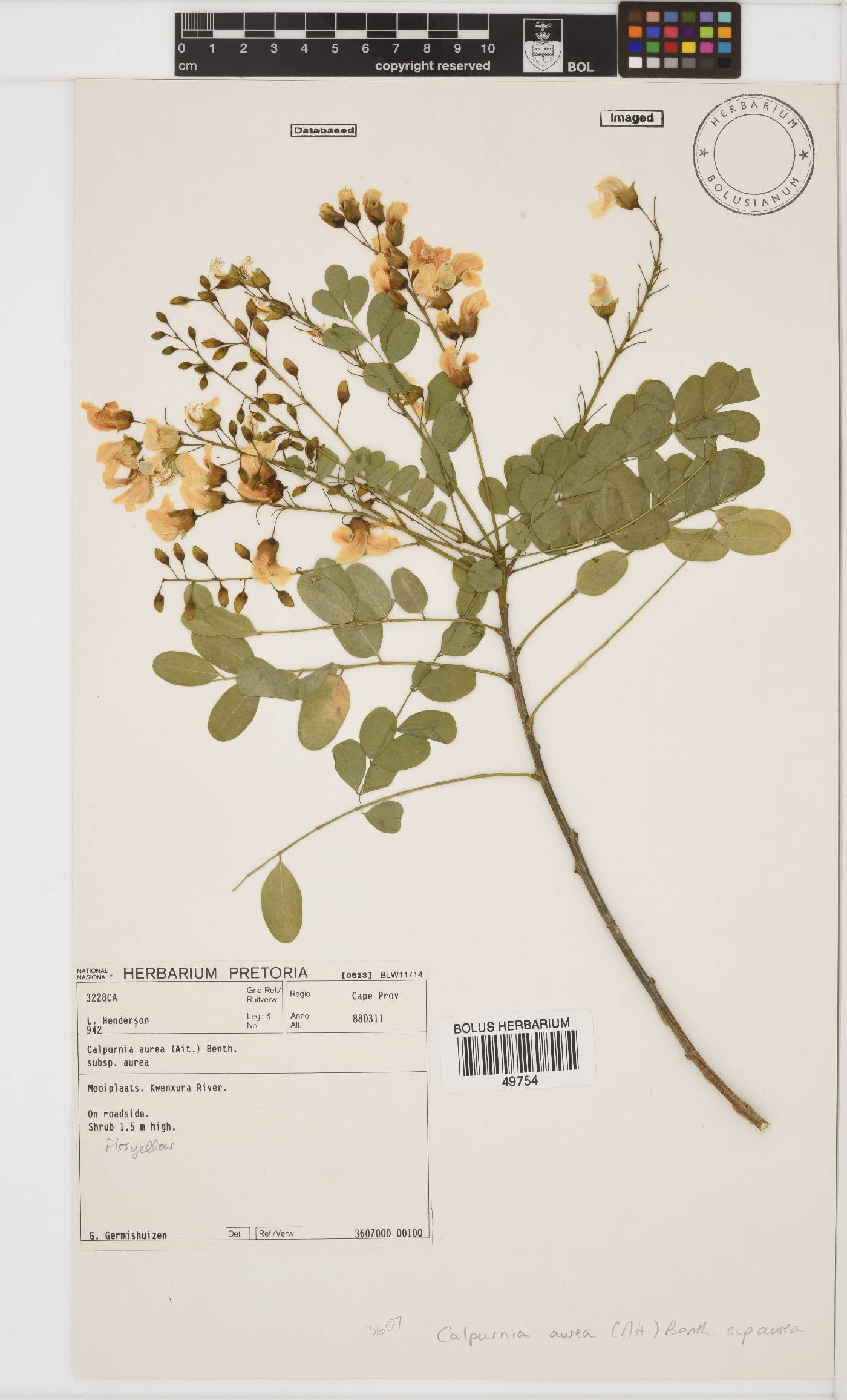 Calpurnia aurea subsp. aurea image