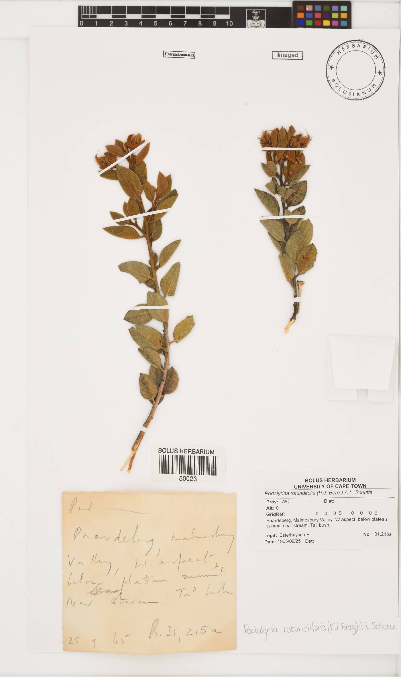Podalyria rotundifolia image