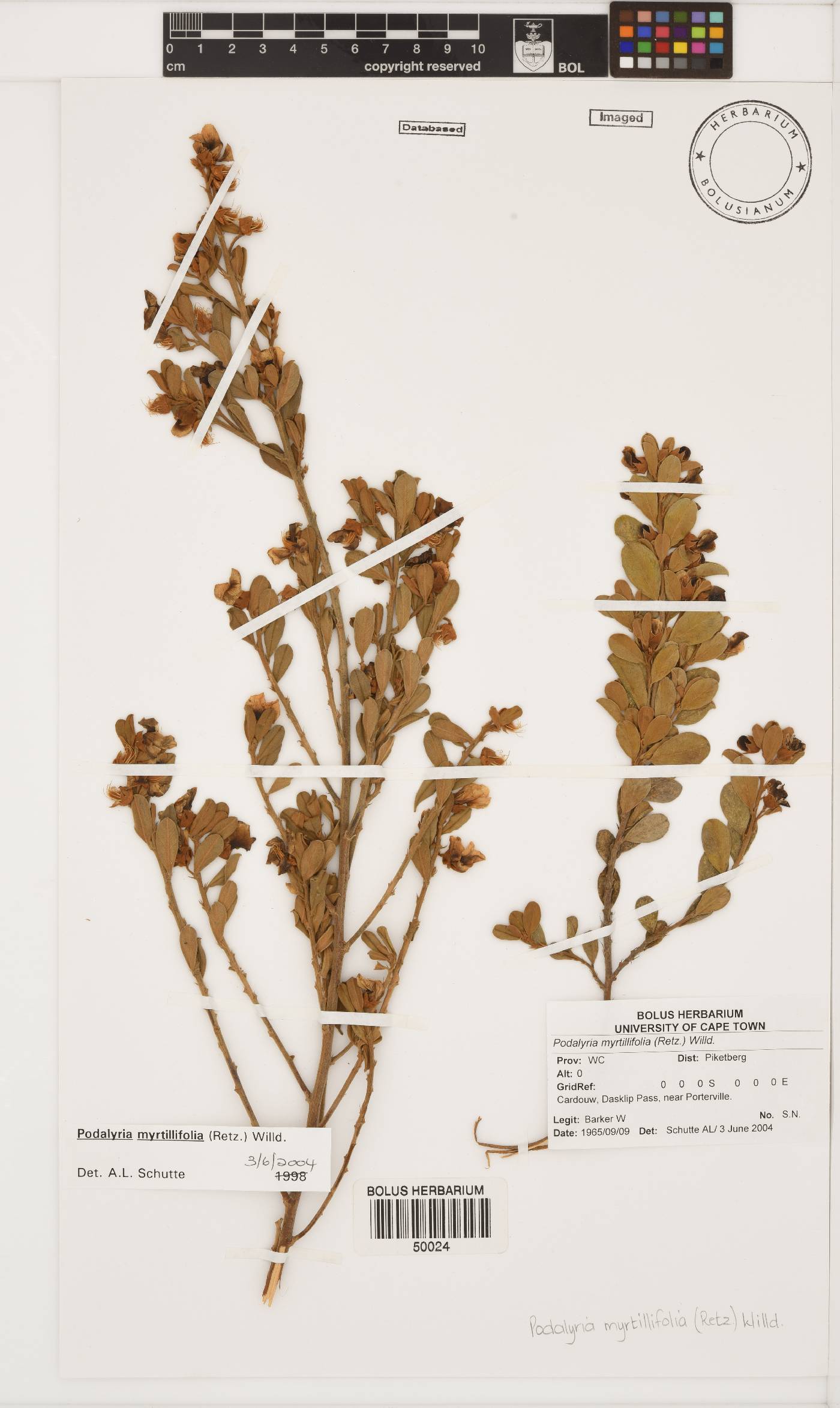 Podalyria myrtillifolia image