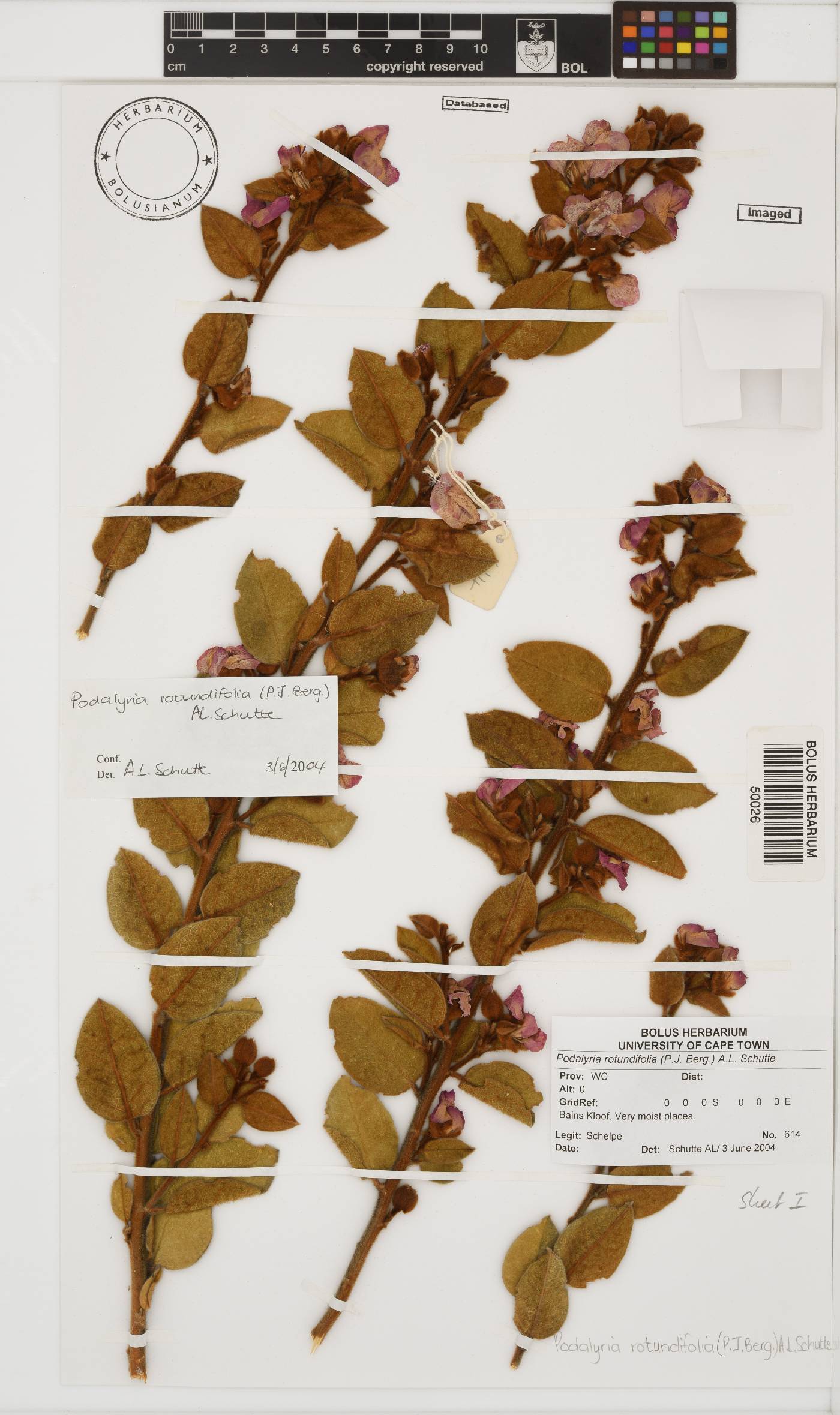 Podalyria rotundifolia image