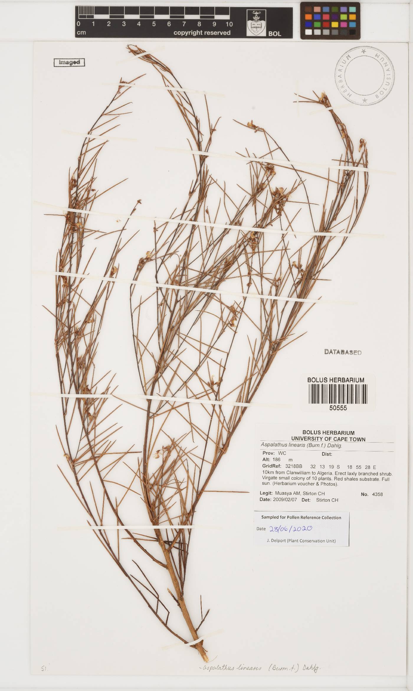 Aspalathus linearis image