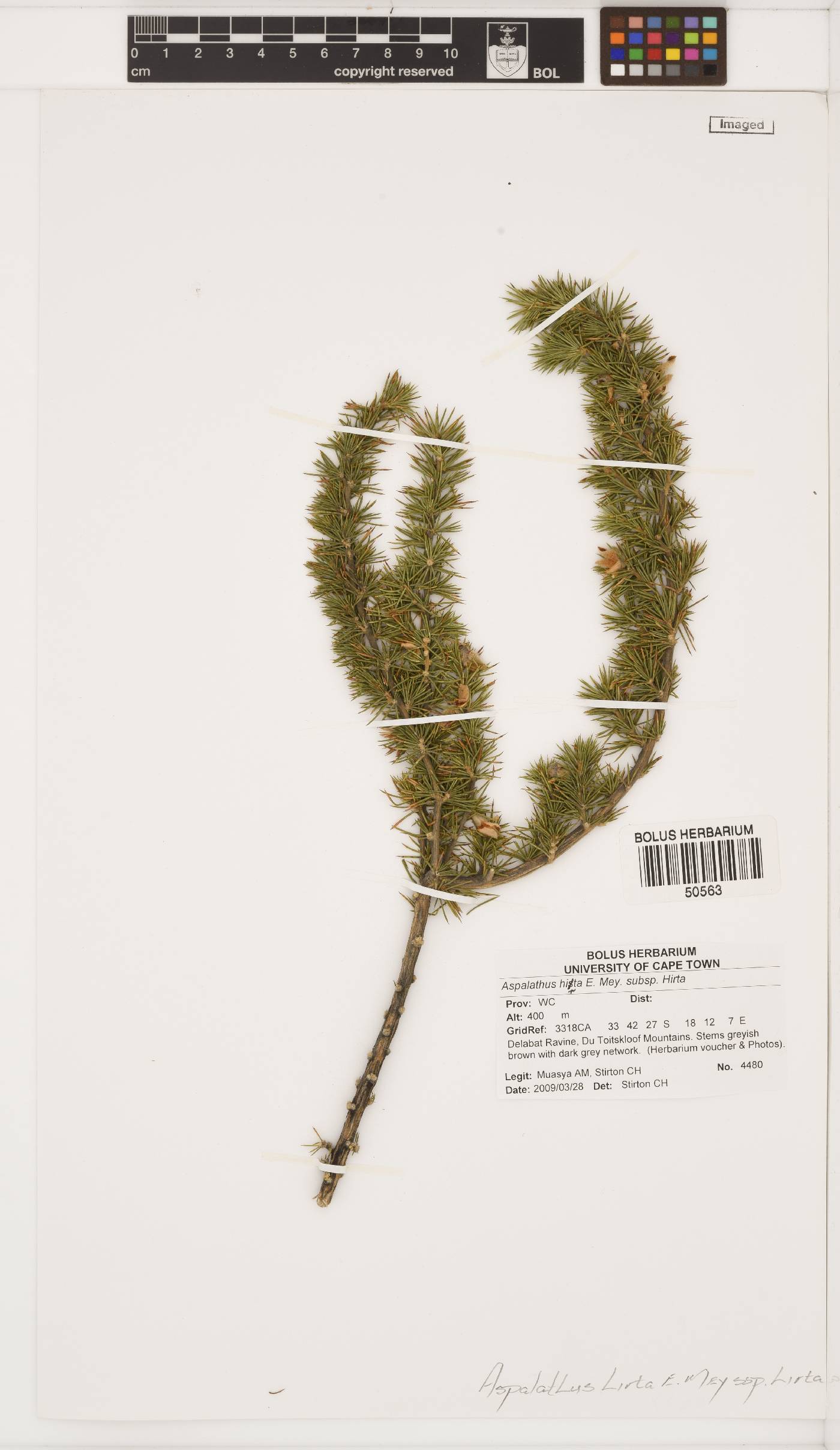 Aspalathus hirta subsp. hirta image