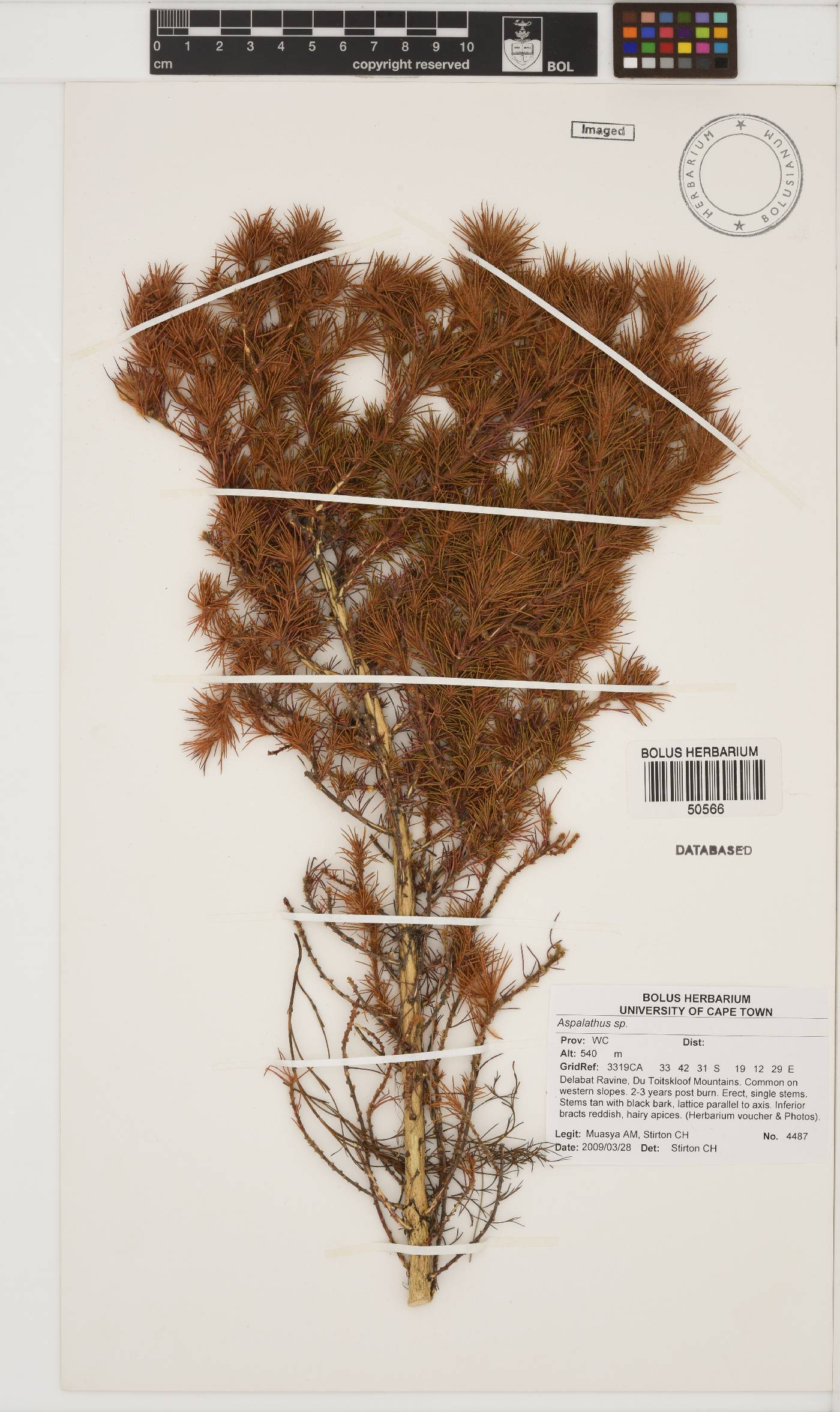 Aspalathus neglecta image