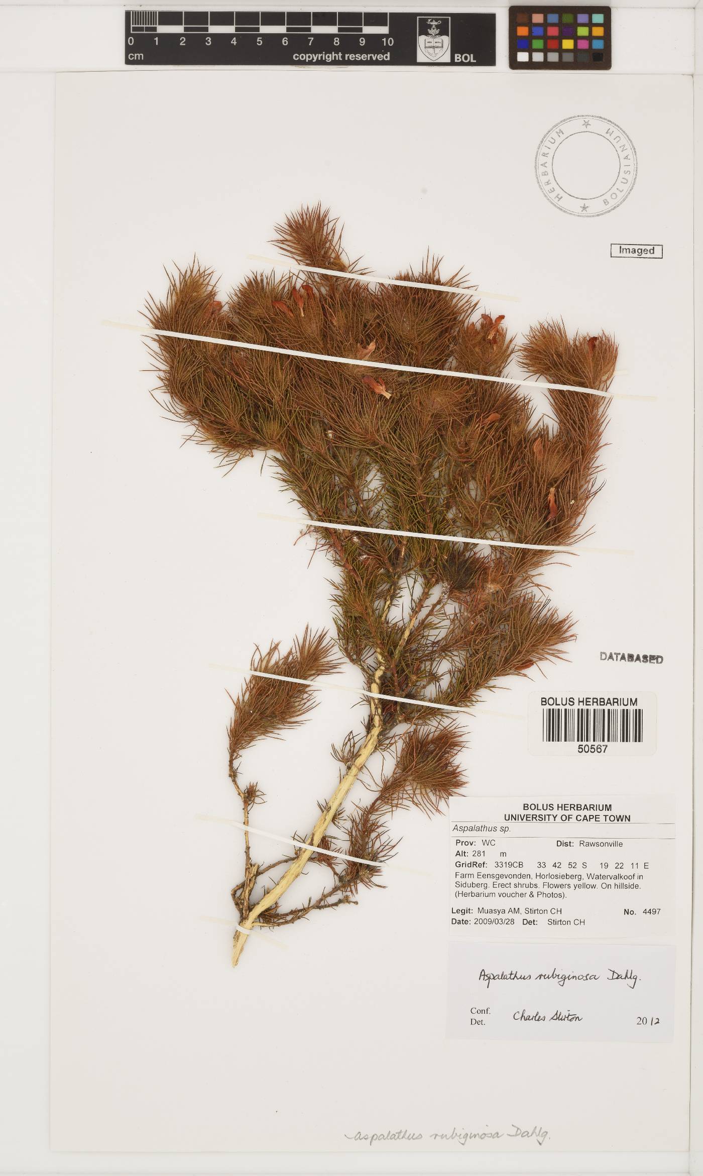 Aspalathus rubiginosa image