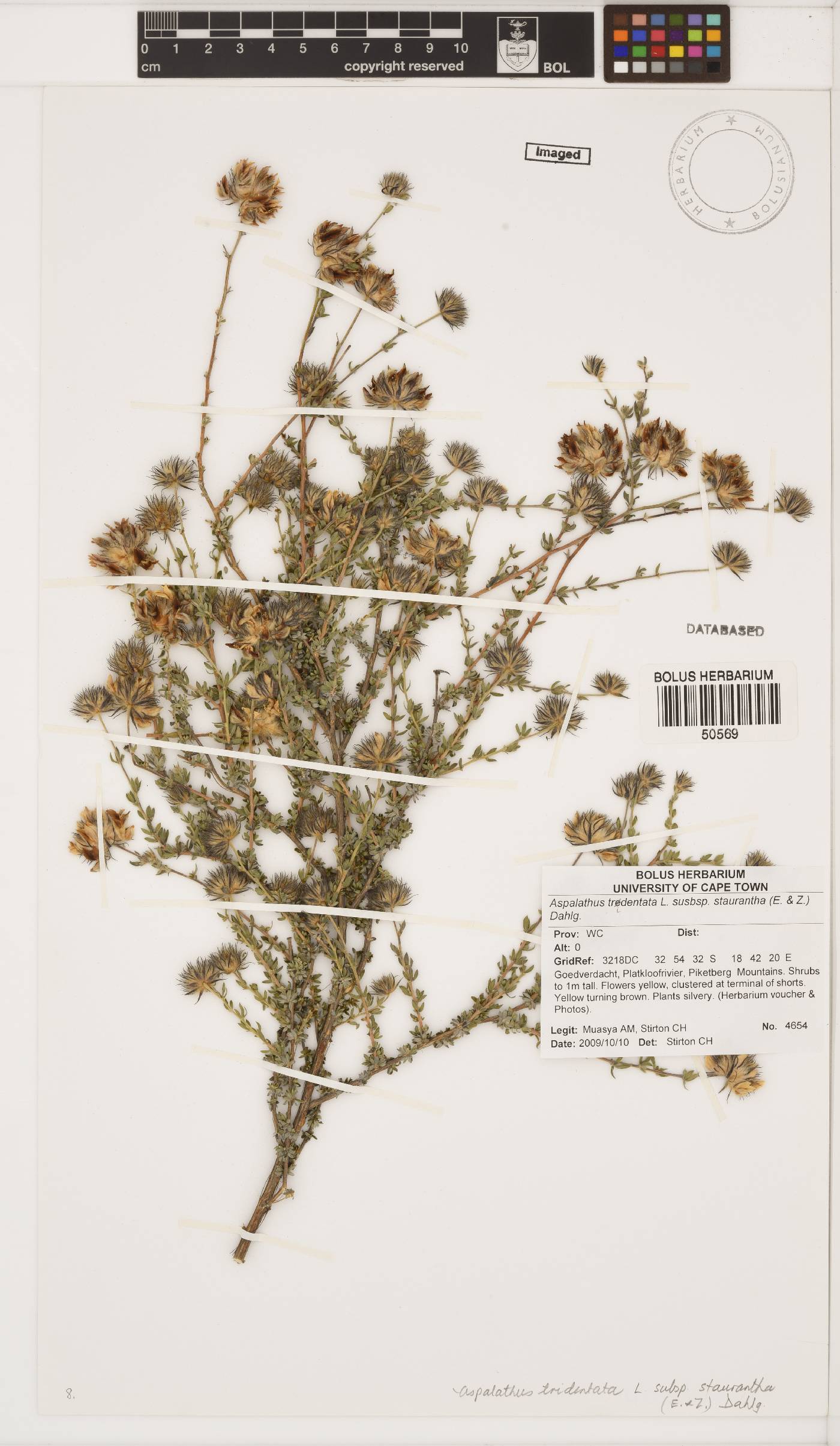 Aspalathus tridentata image