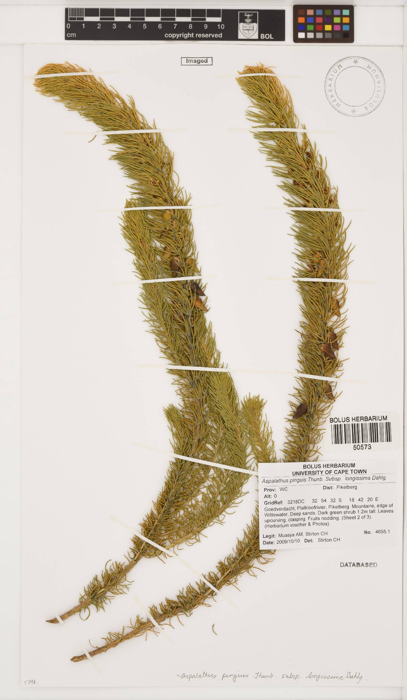 Aspalathus pinguis subsp. longissima image