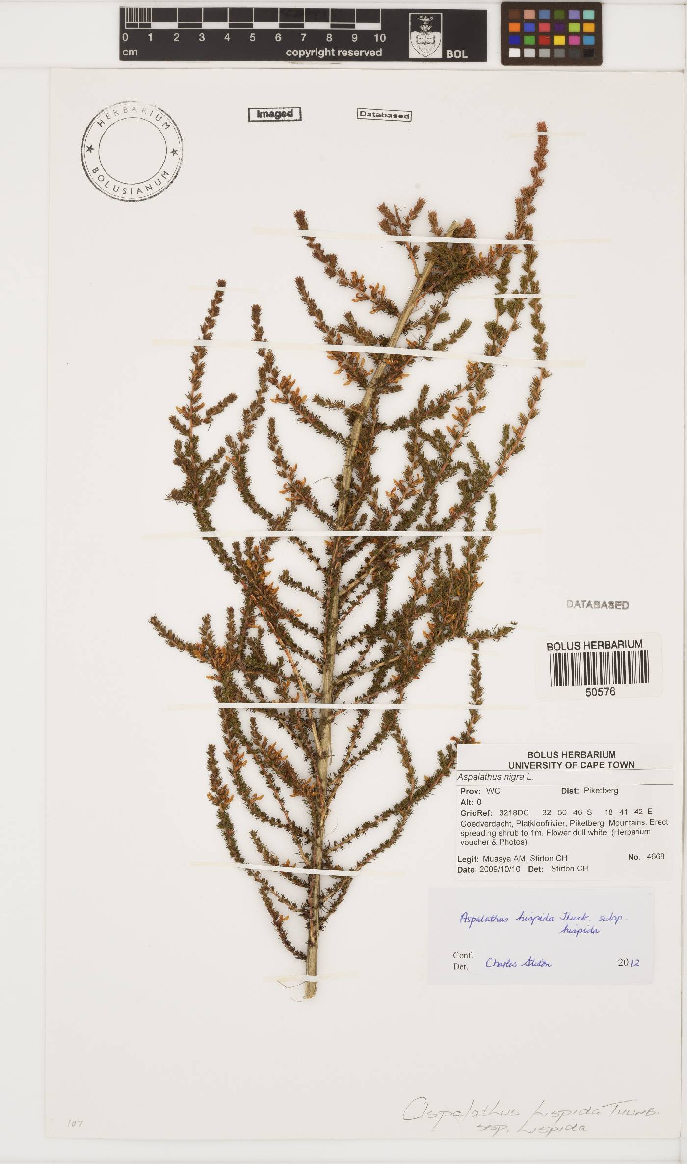 Aspalathus hispida image