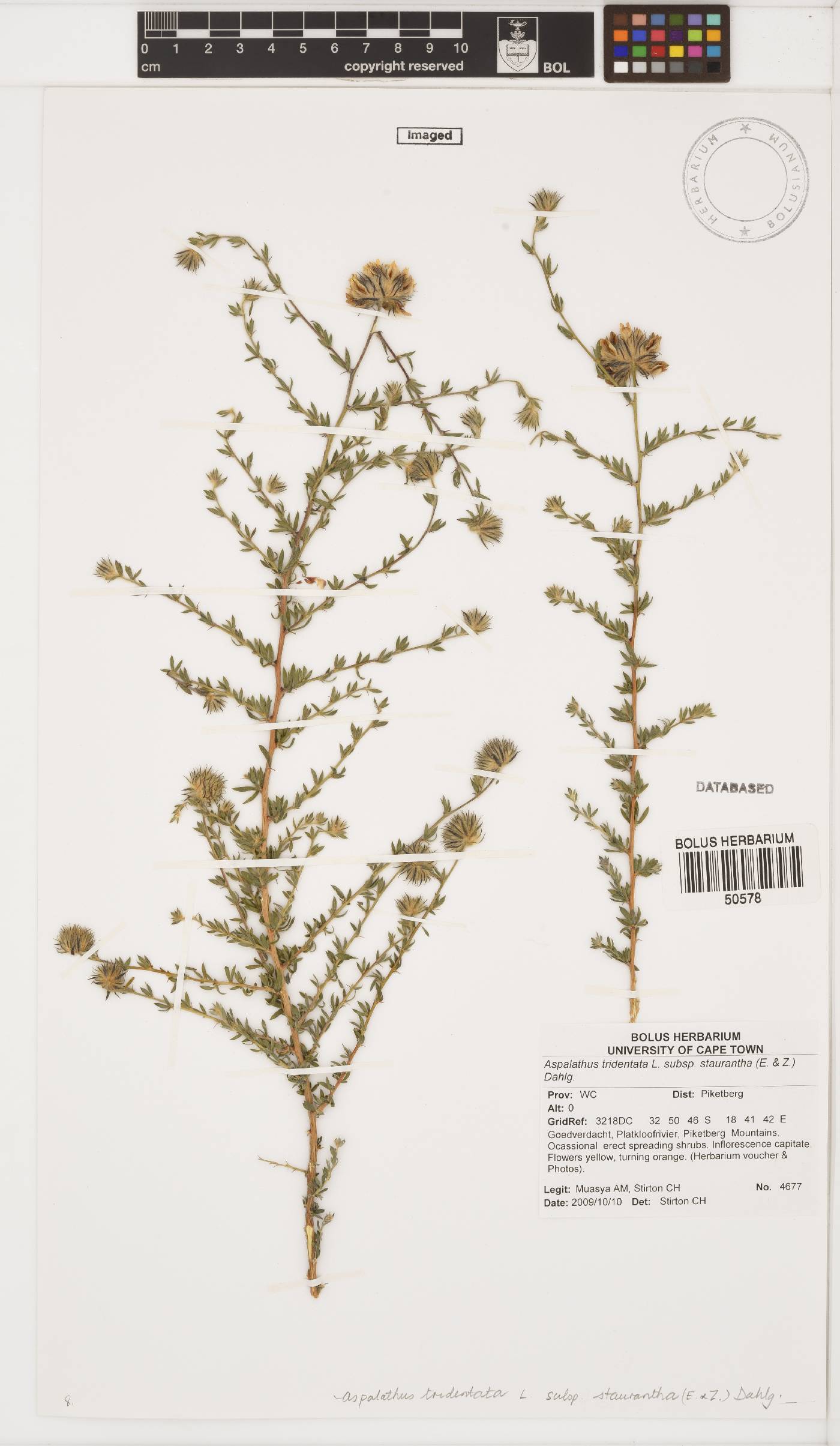 Aspalathus tridentata subsp. staurantha image