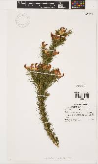 Aspalathus macrantha image