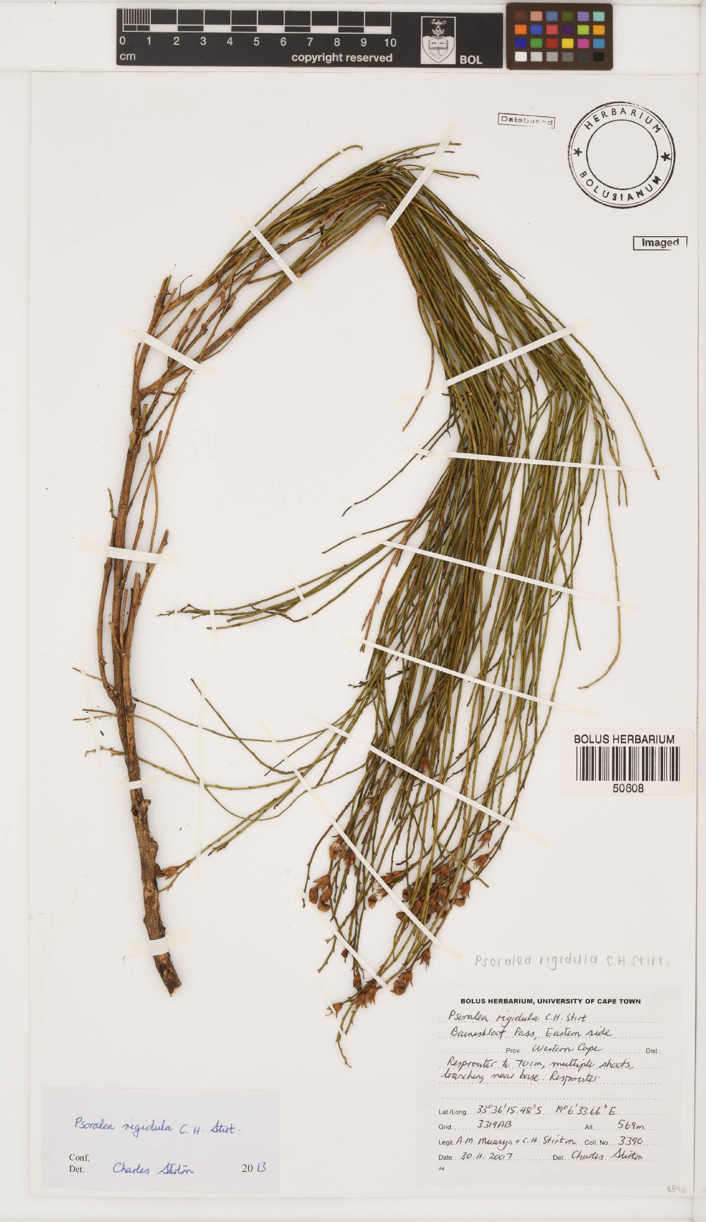 Psoralea rigidula image