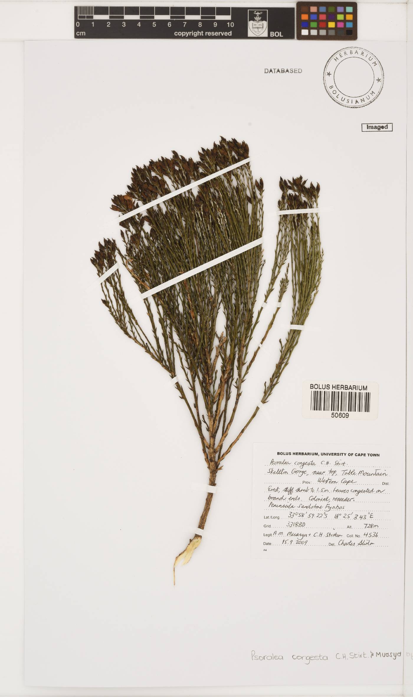 Psoralea congesta image