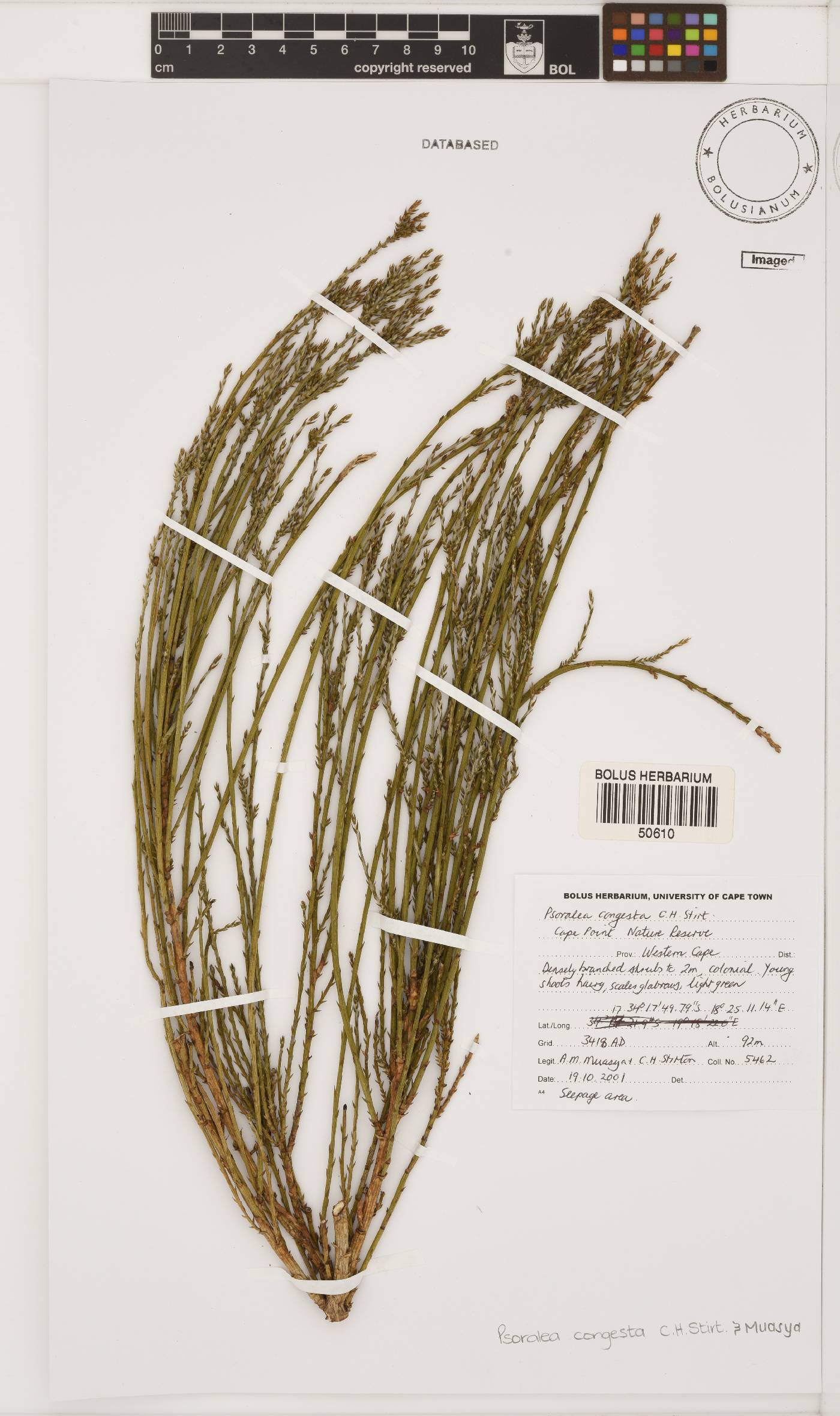 Psoralea congesta image