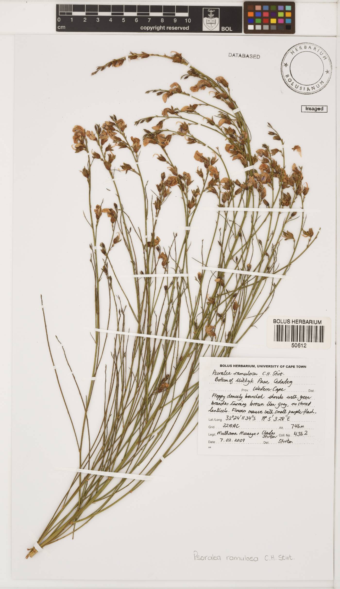 Psoralea ramulosa image