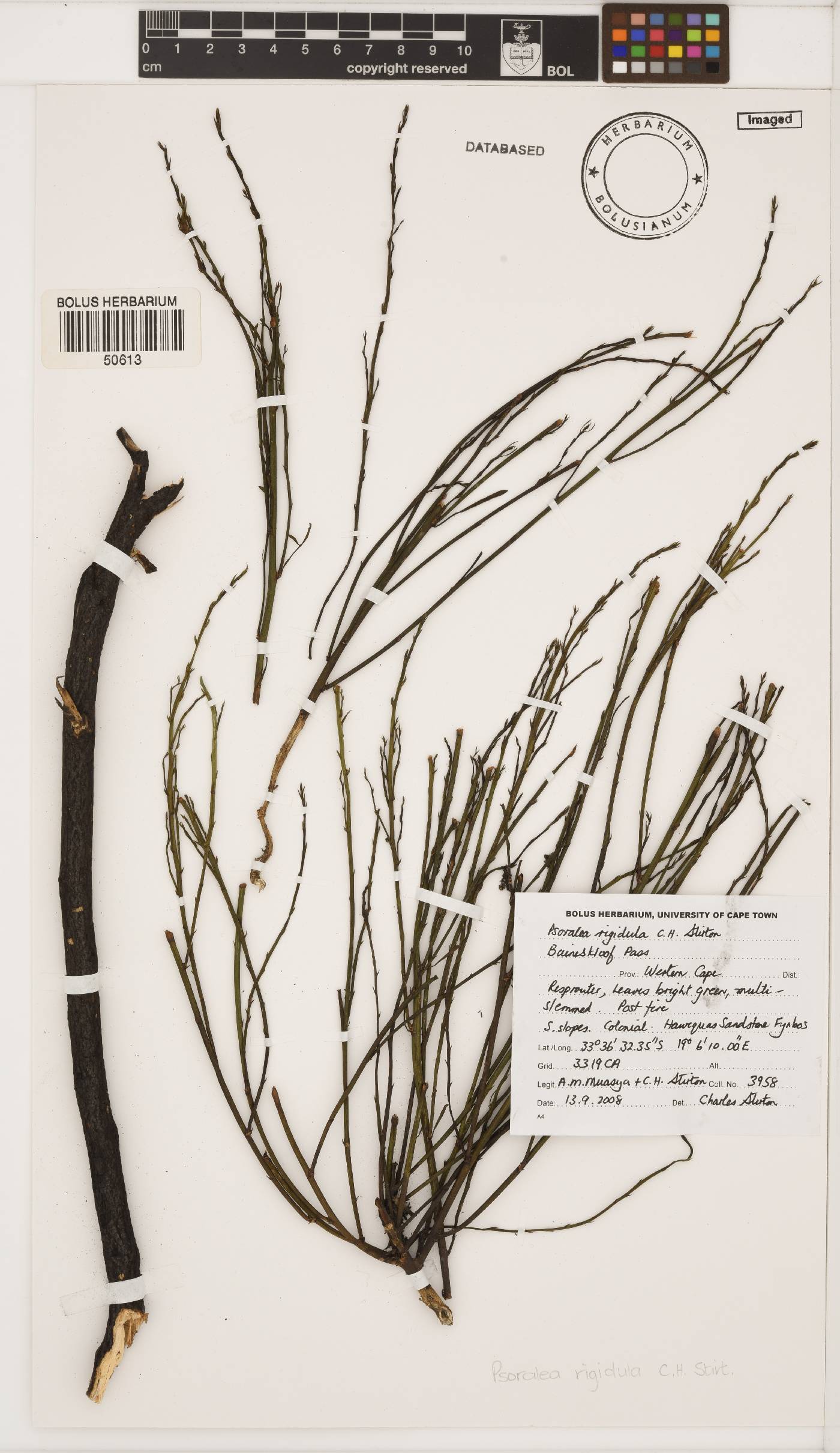 Psoralea rigidula image