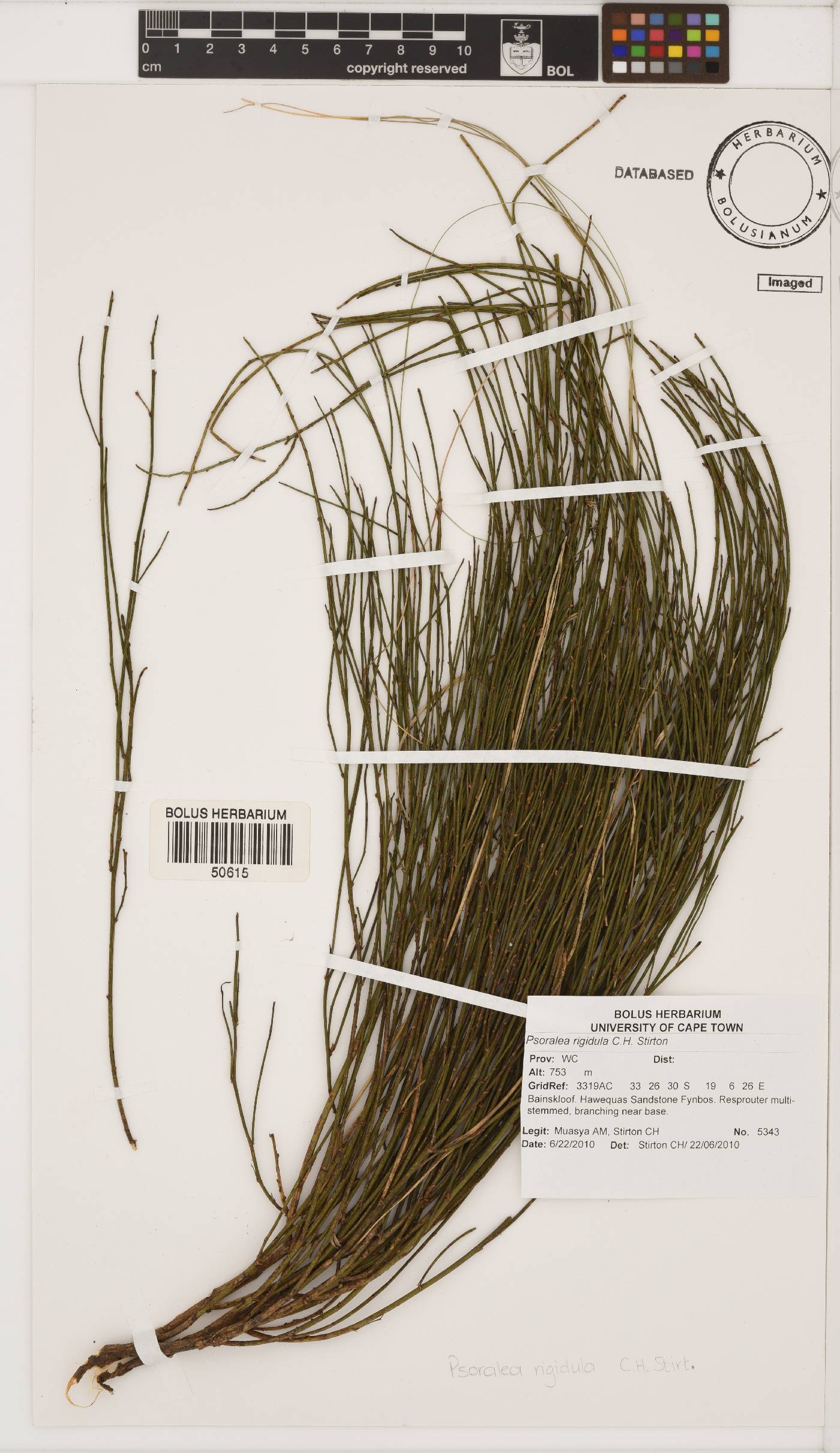 Psoralea rigidula image