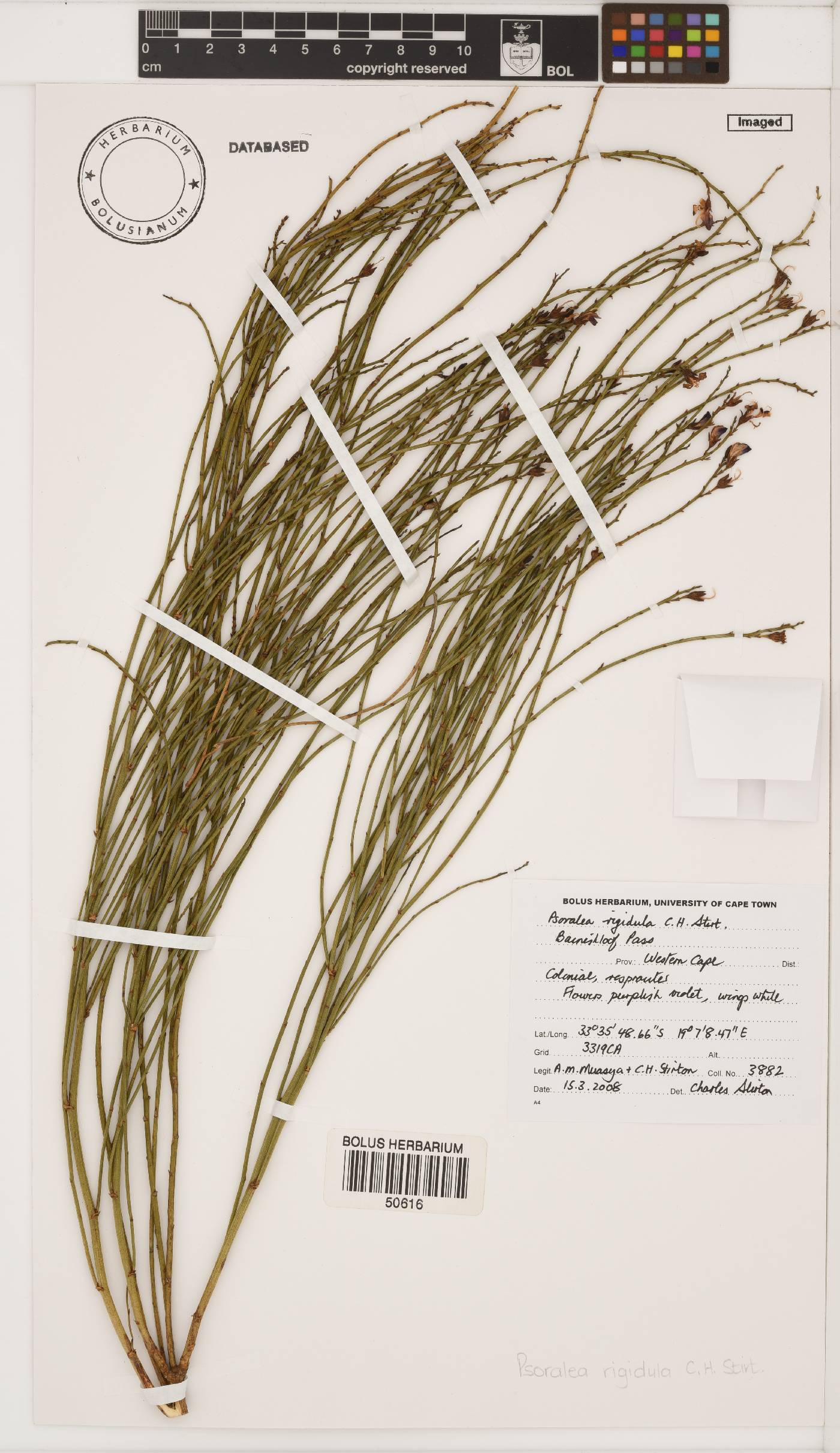 Psoralea rigidula image