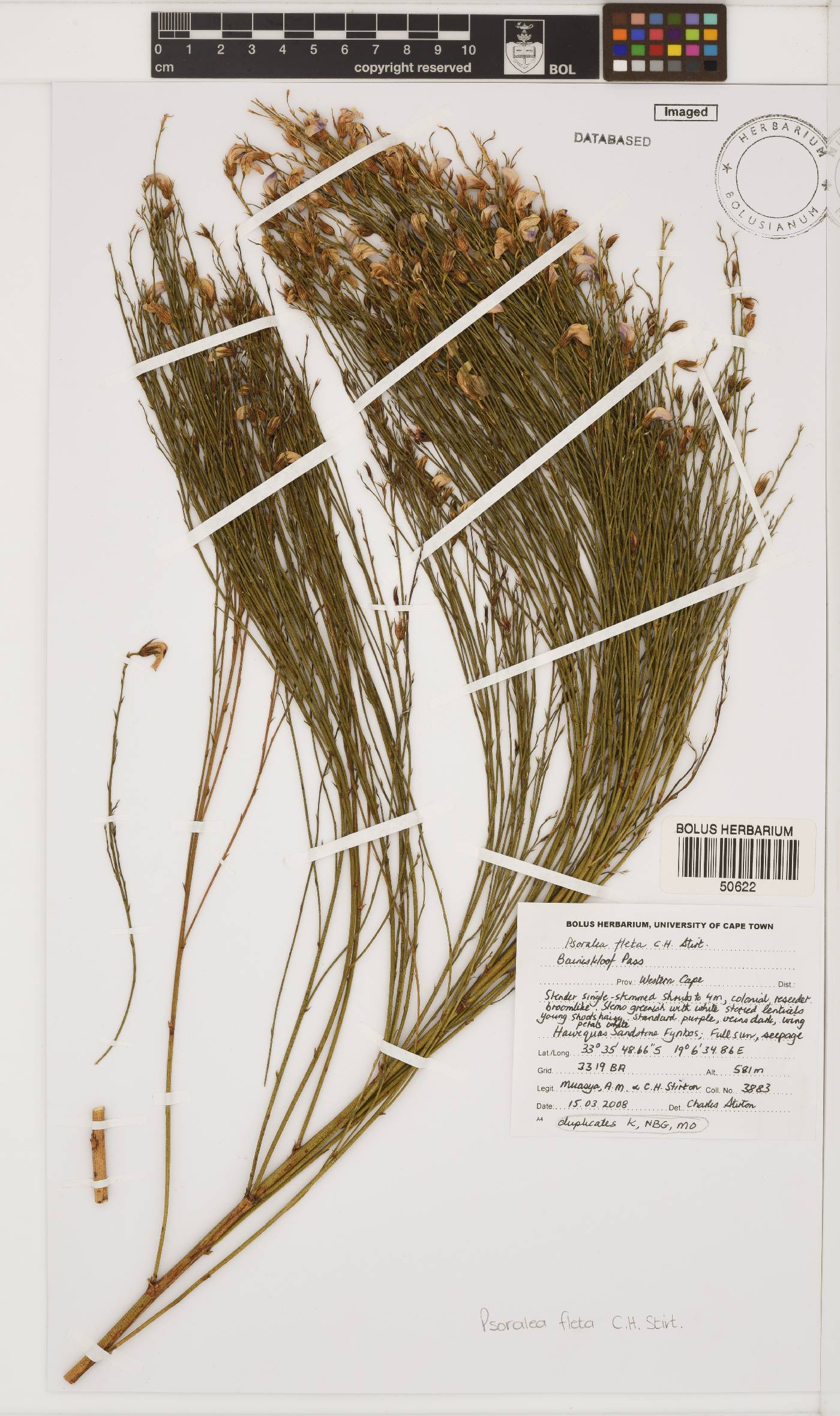 Psoralea alata image