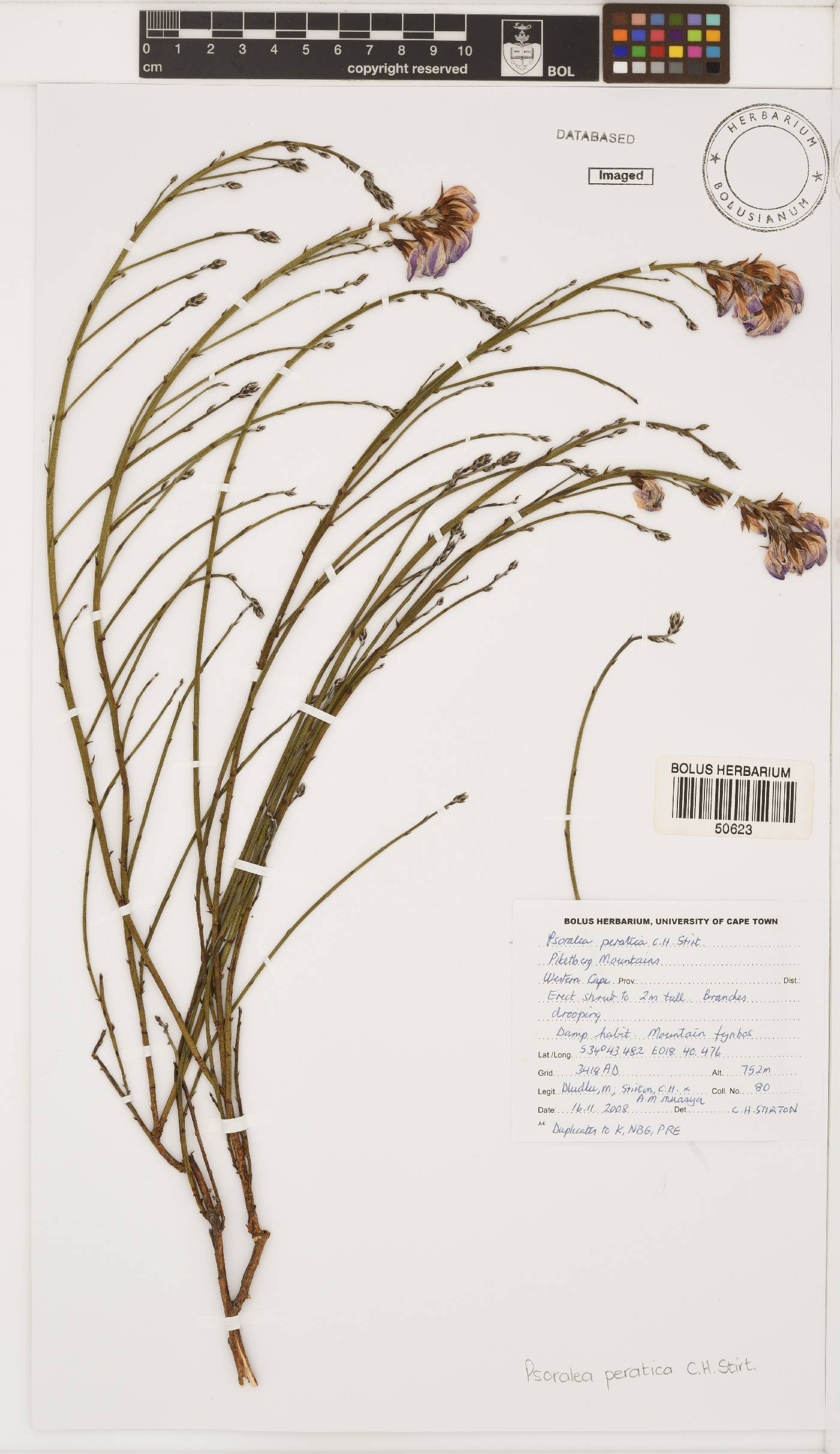 Psoralea peratica image