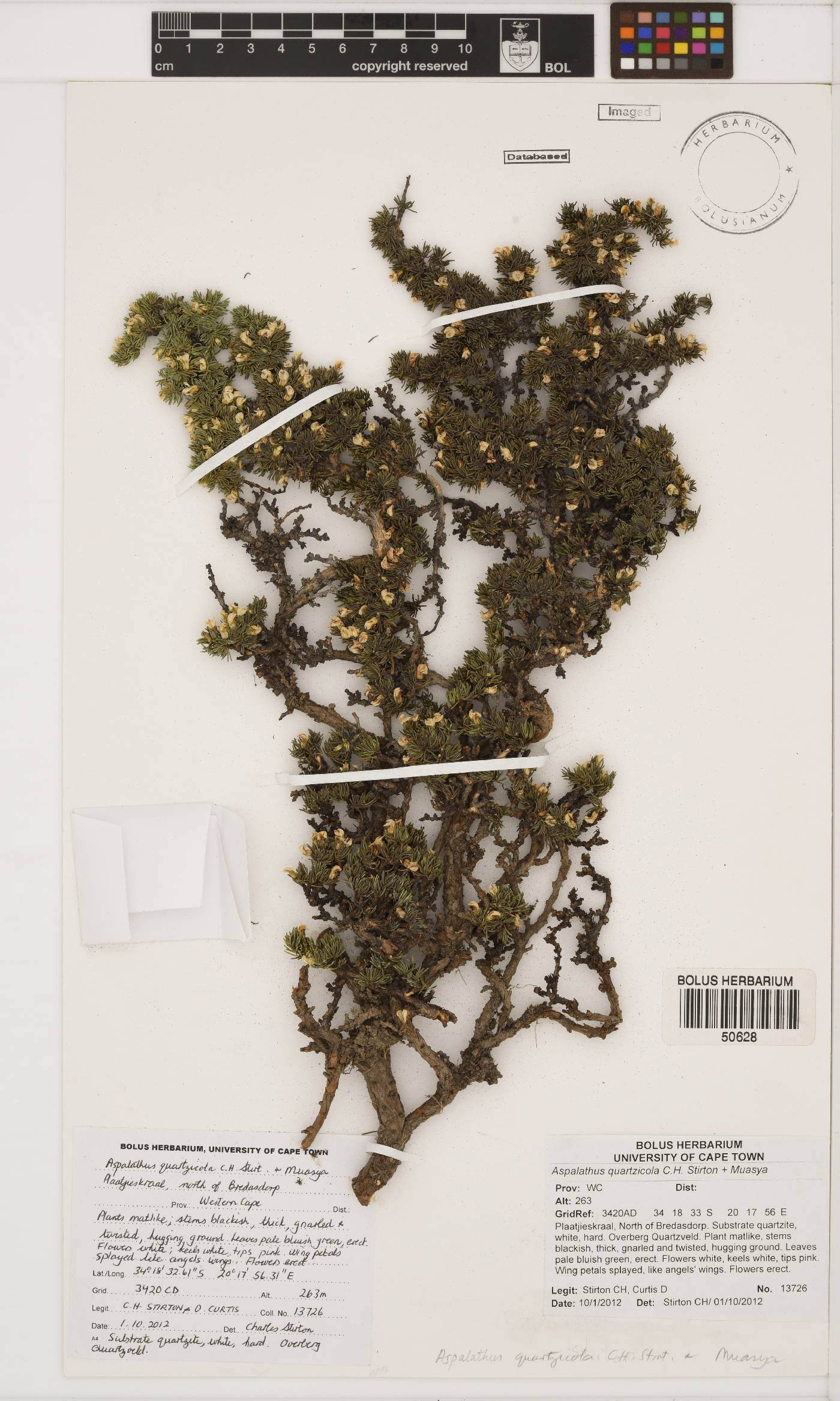 Aspalathus quartzicola image