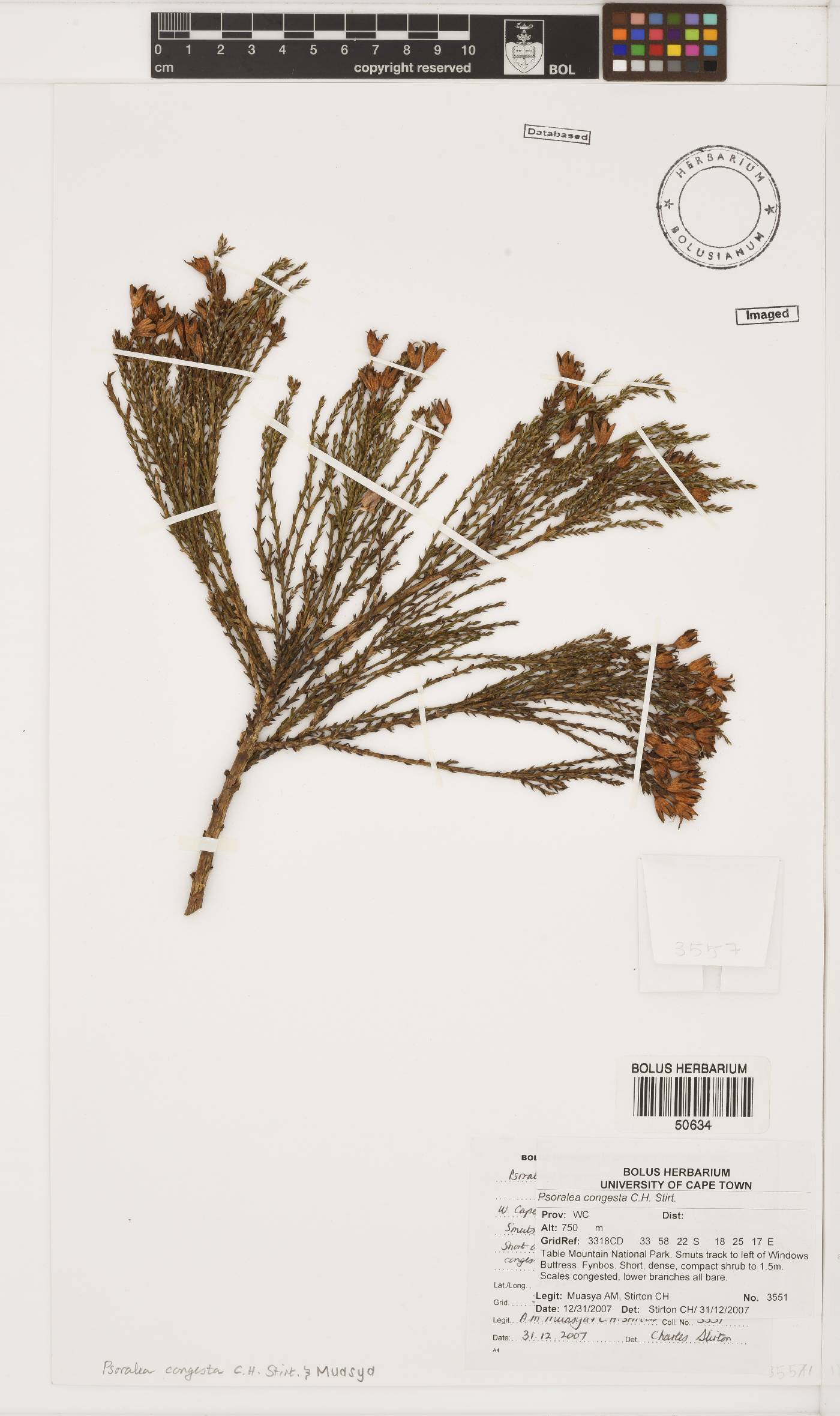 Psoralea congesta image