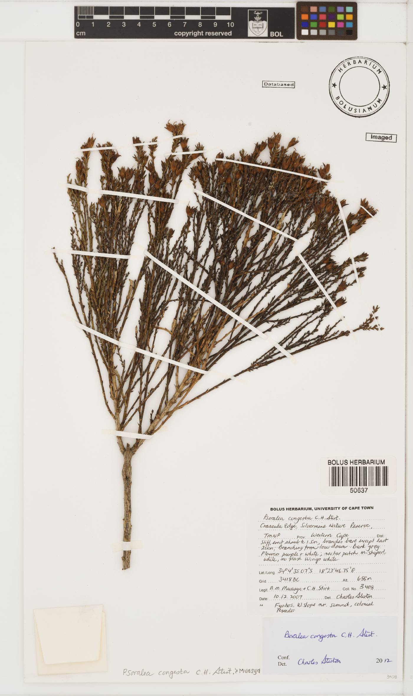 Psoralea congesta image