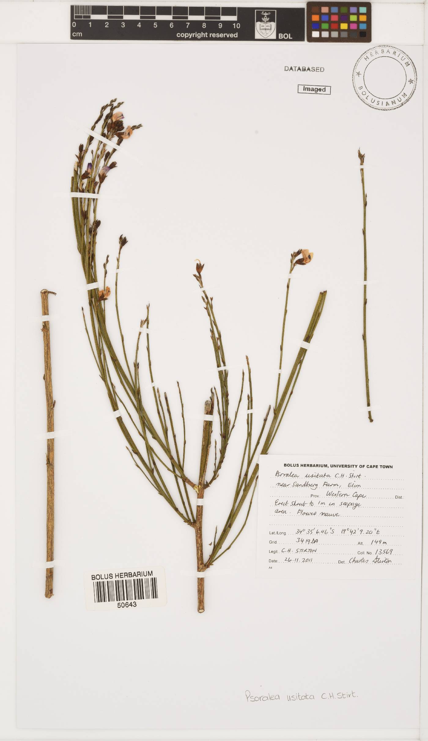Psoralea usitata image