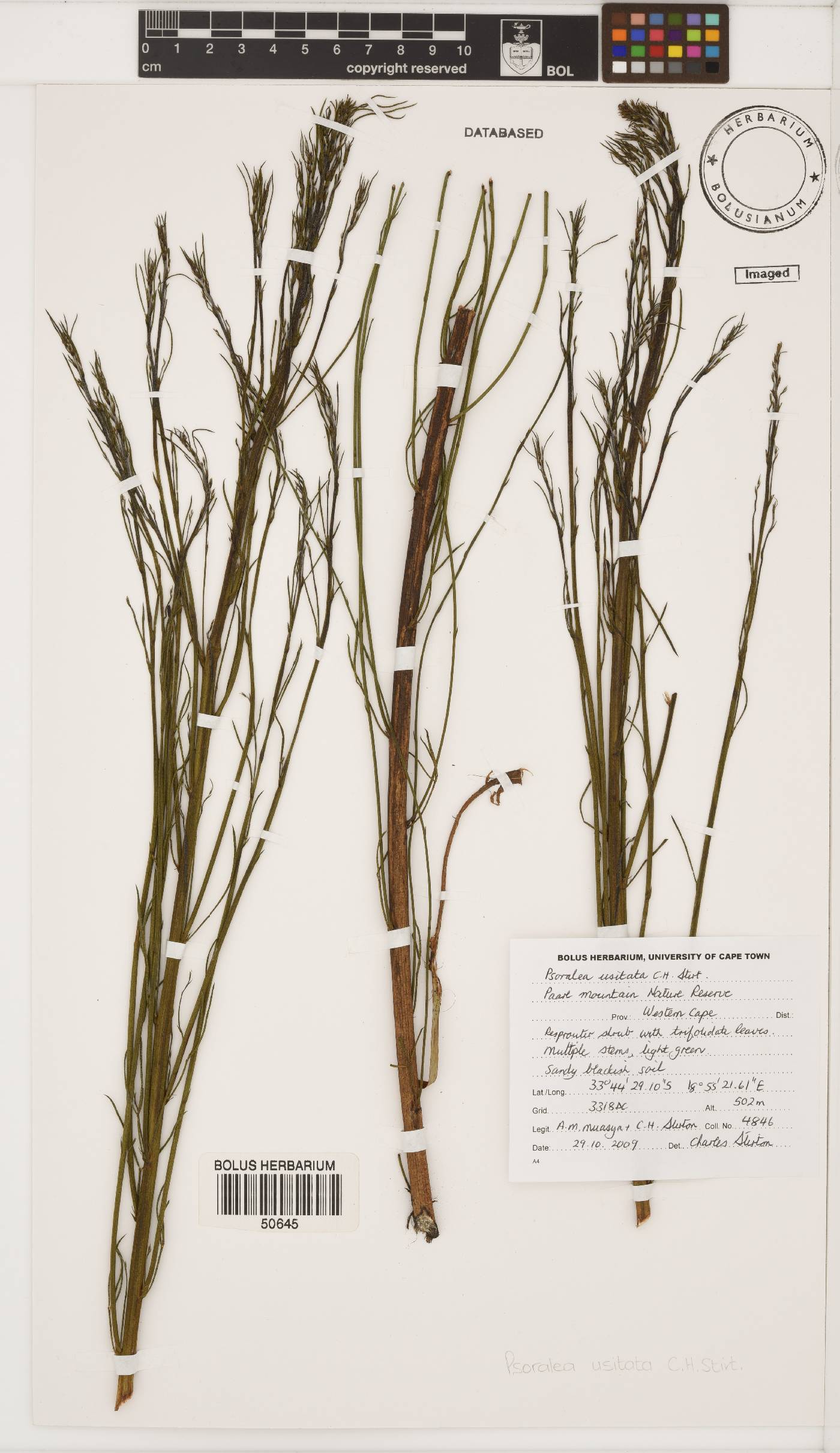 Psoralea image