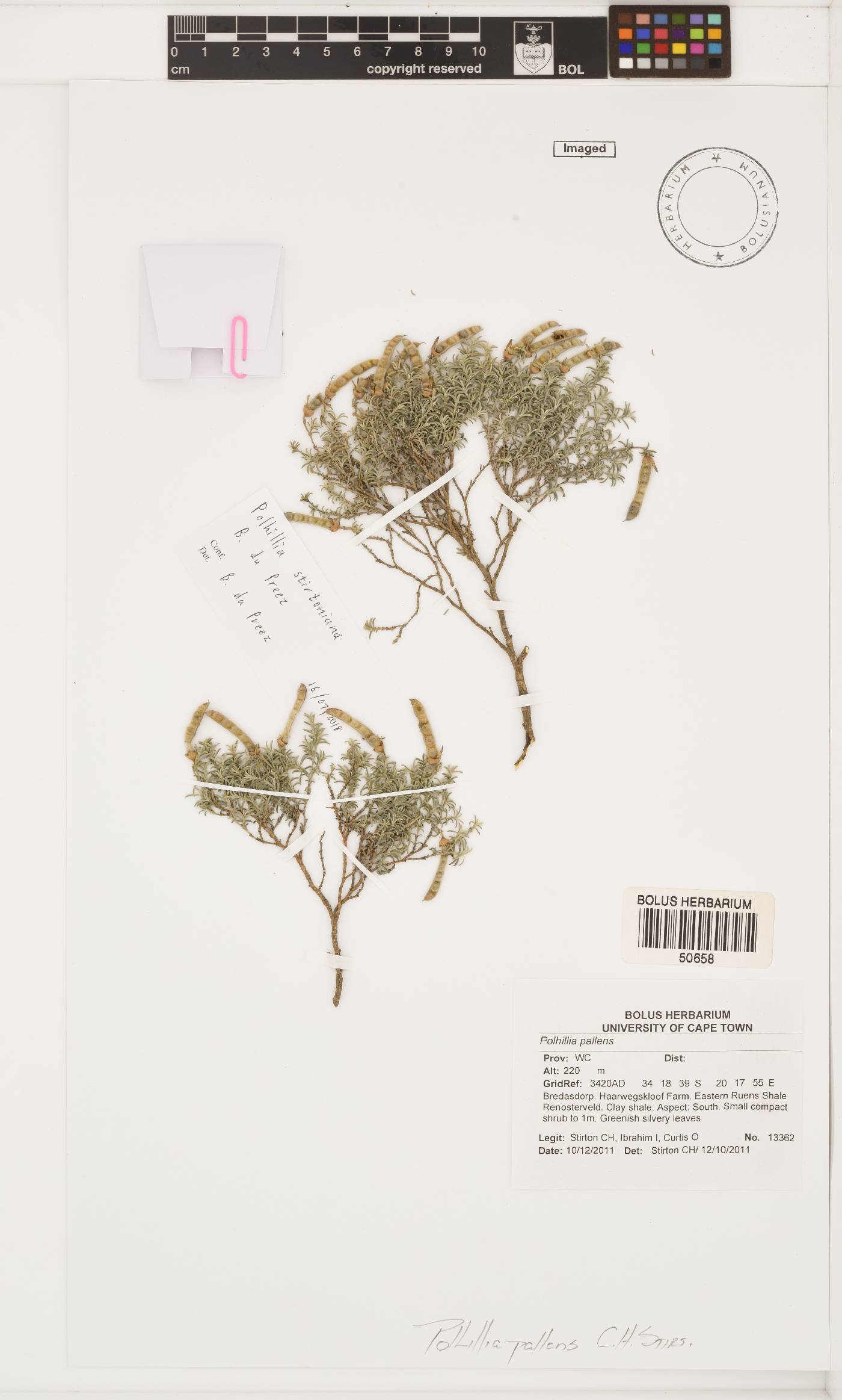 Polhillia stirtoniana image