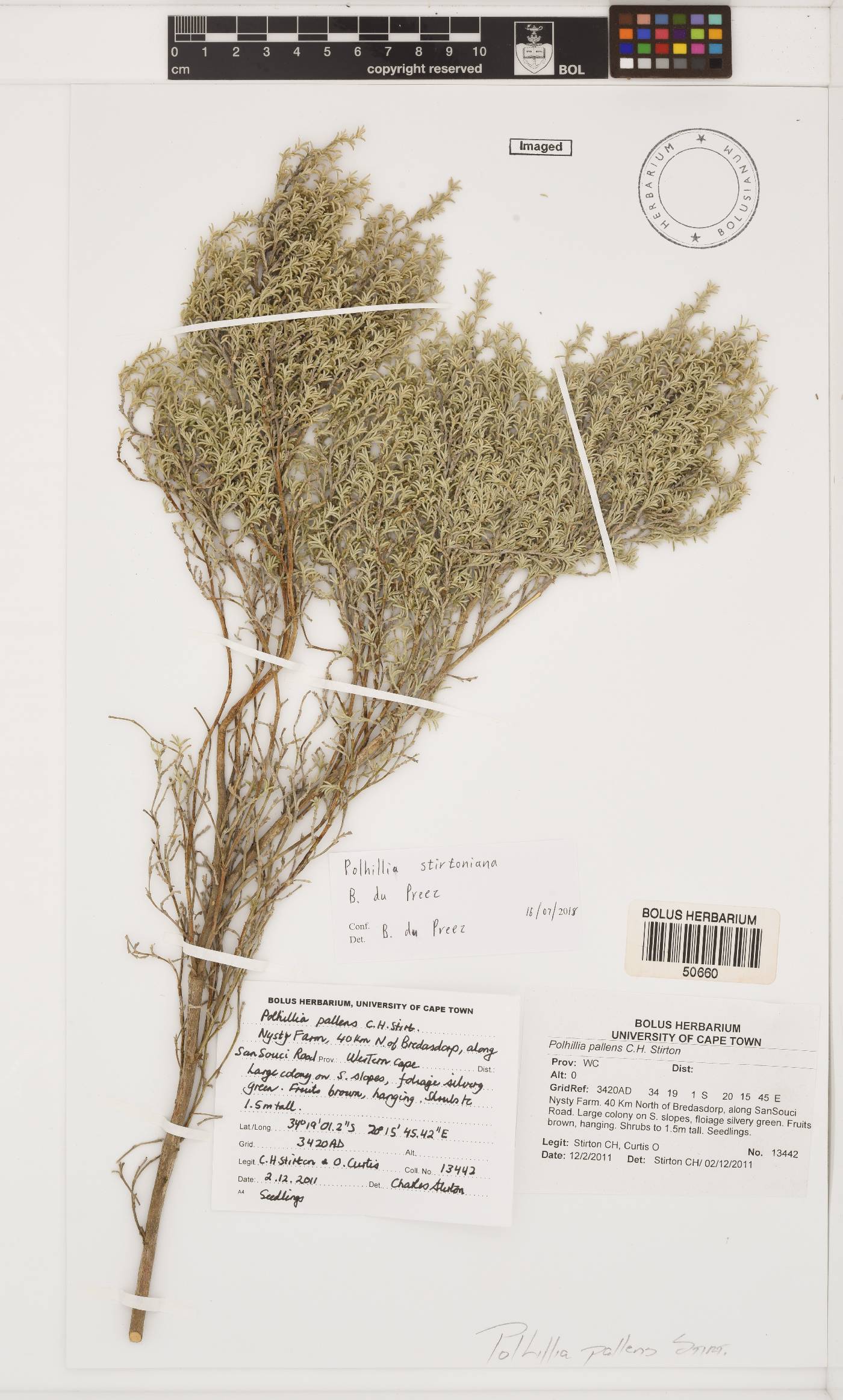 Polhillia stirtoniana image