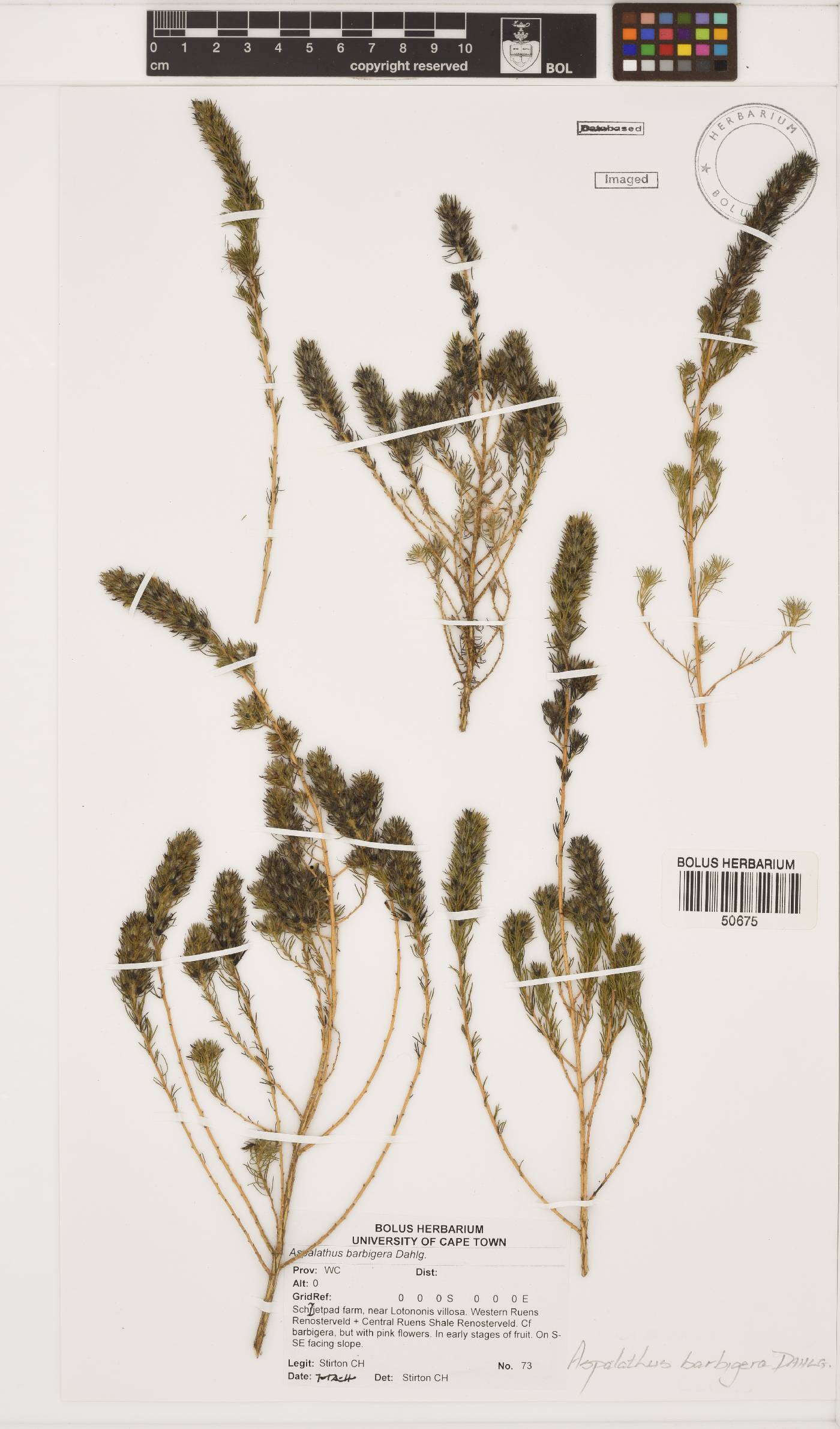 Aspalathus barbigera image