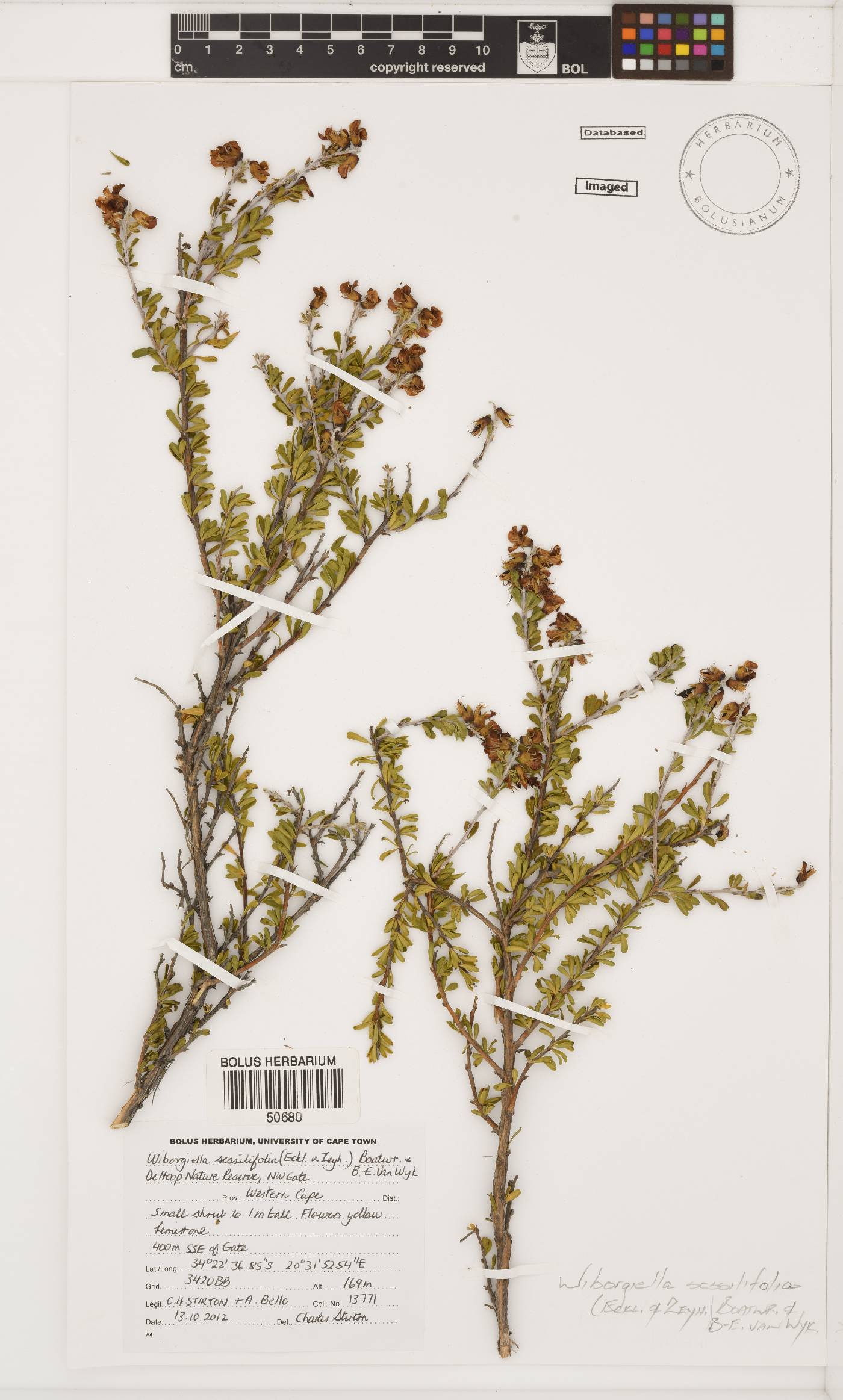 Wiborgiella sessilifolia image