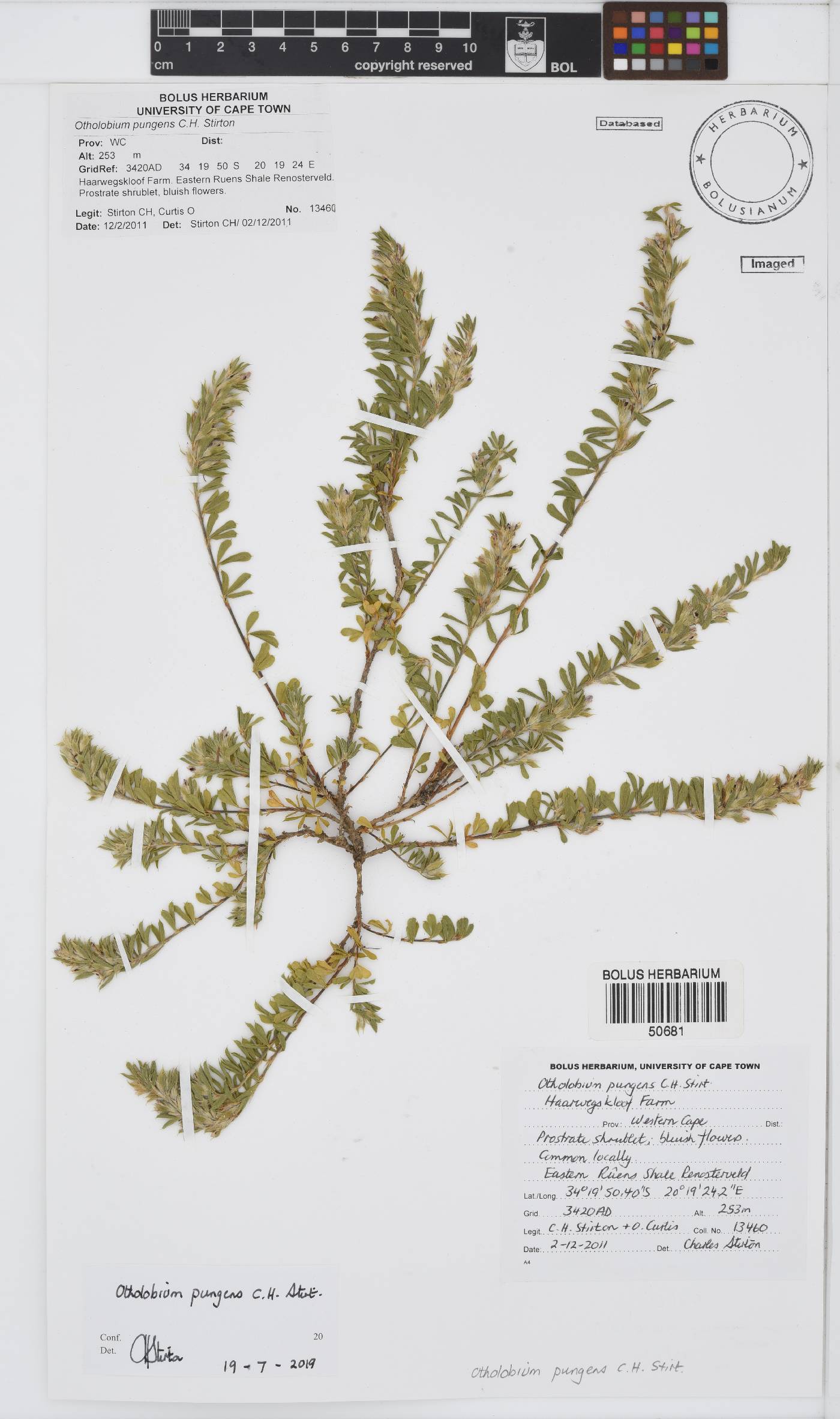 Otholobium pungens image