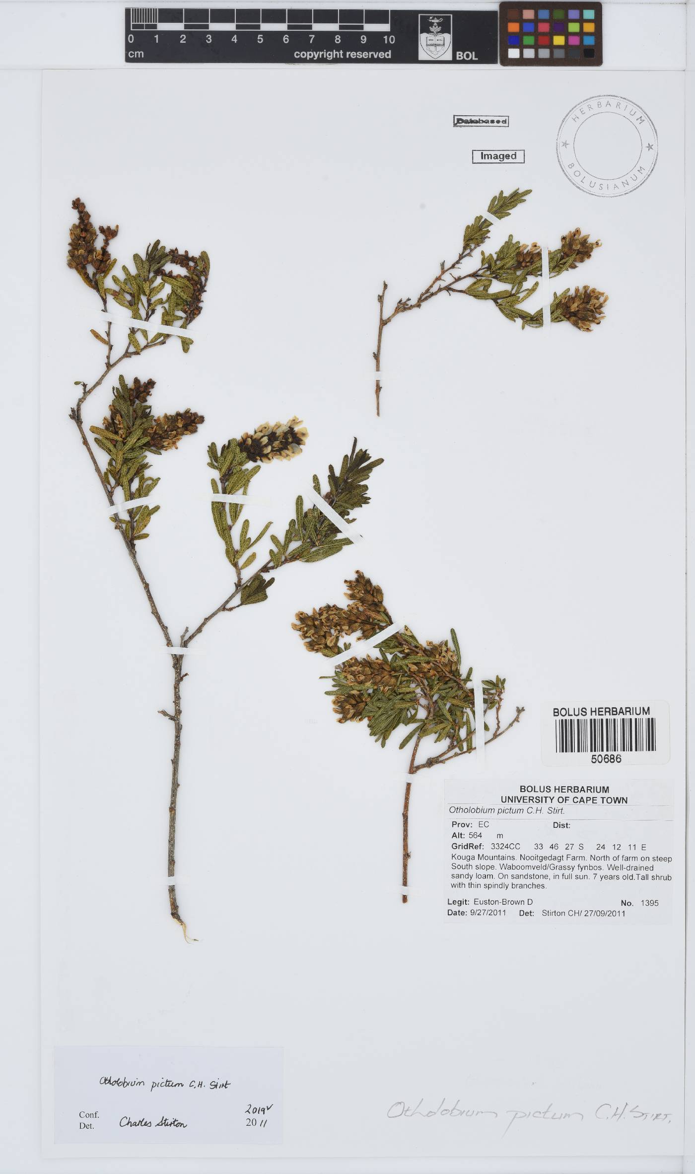 Otholobium pictum image