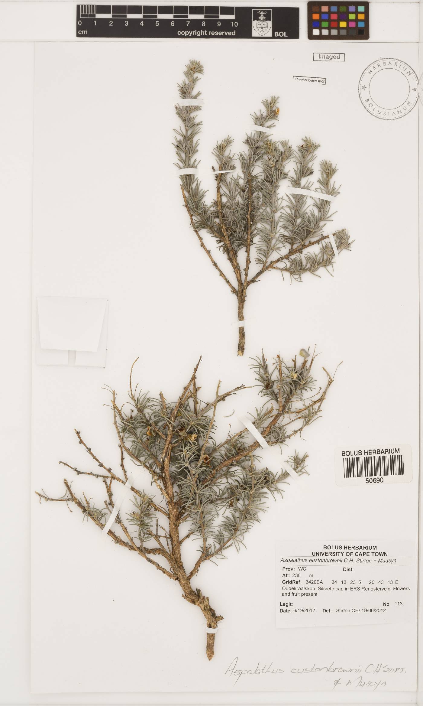 Aspalathus eustonbrownii image
