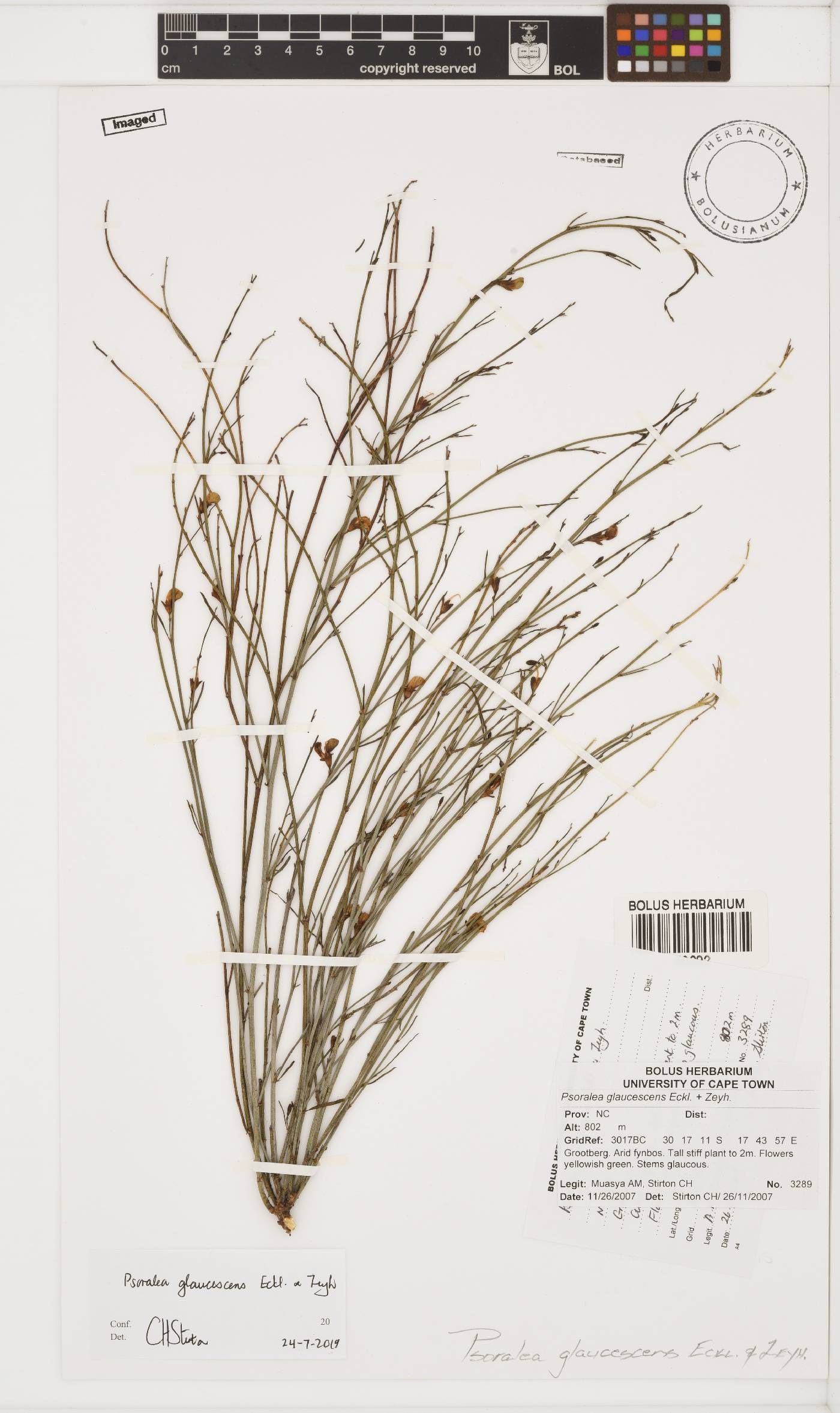 Psoralea glaucescens image