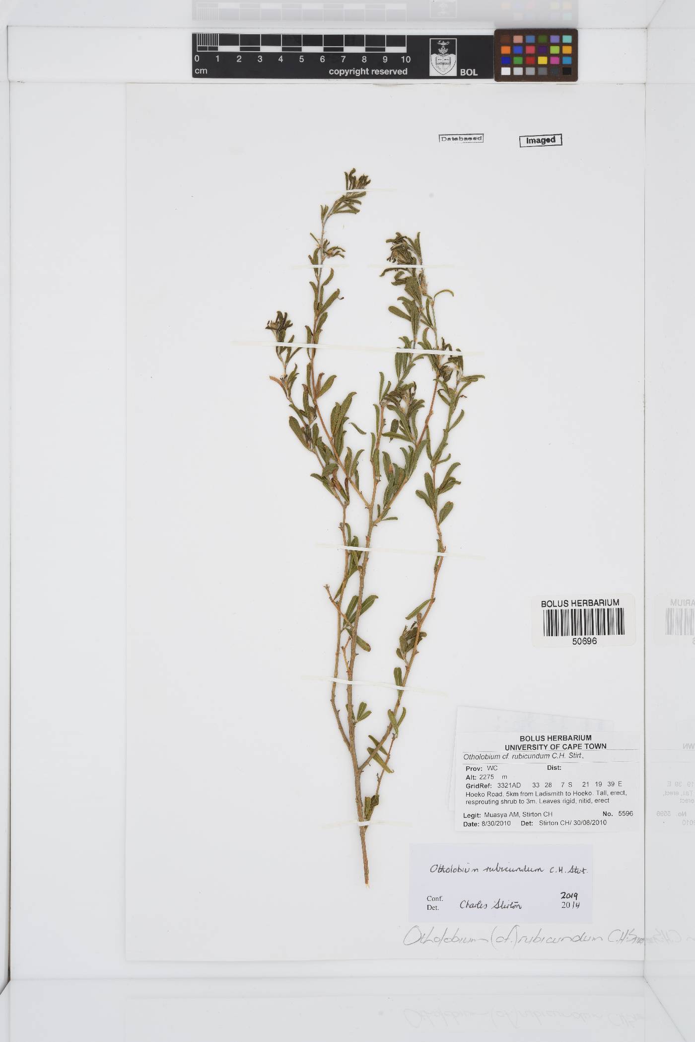 Otholobium rubicundum image