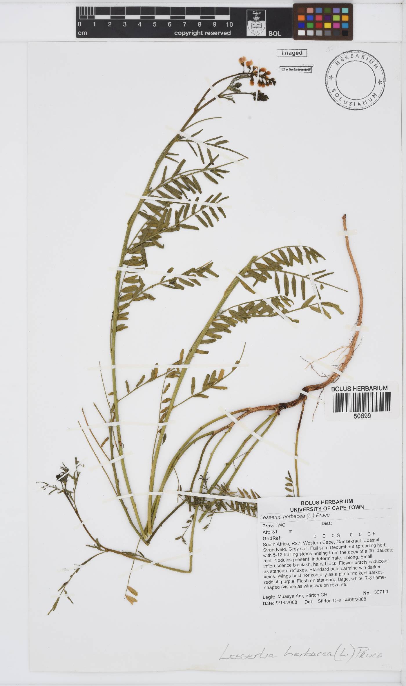 Lessertia herbacea image