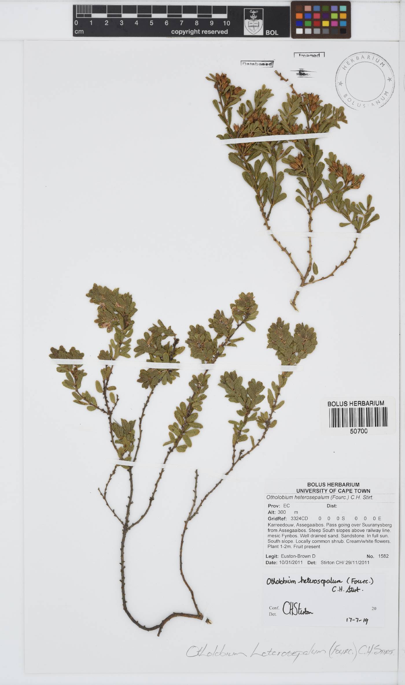 Otholobium heterosepalum image