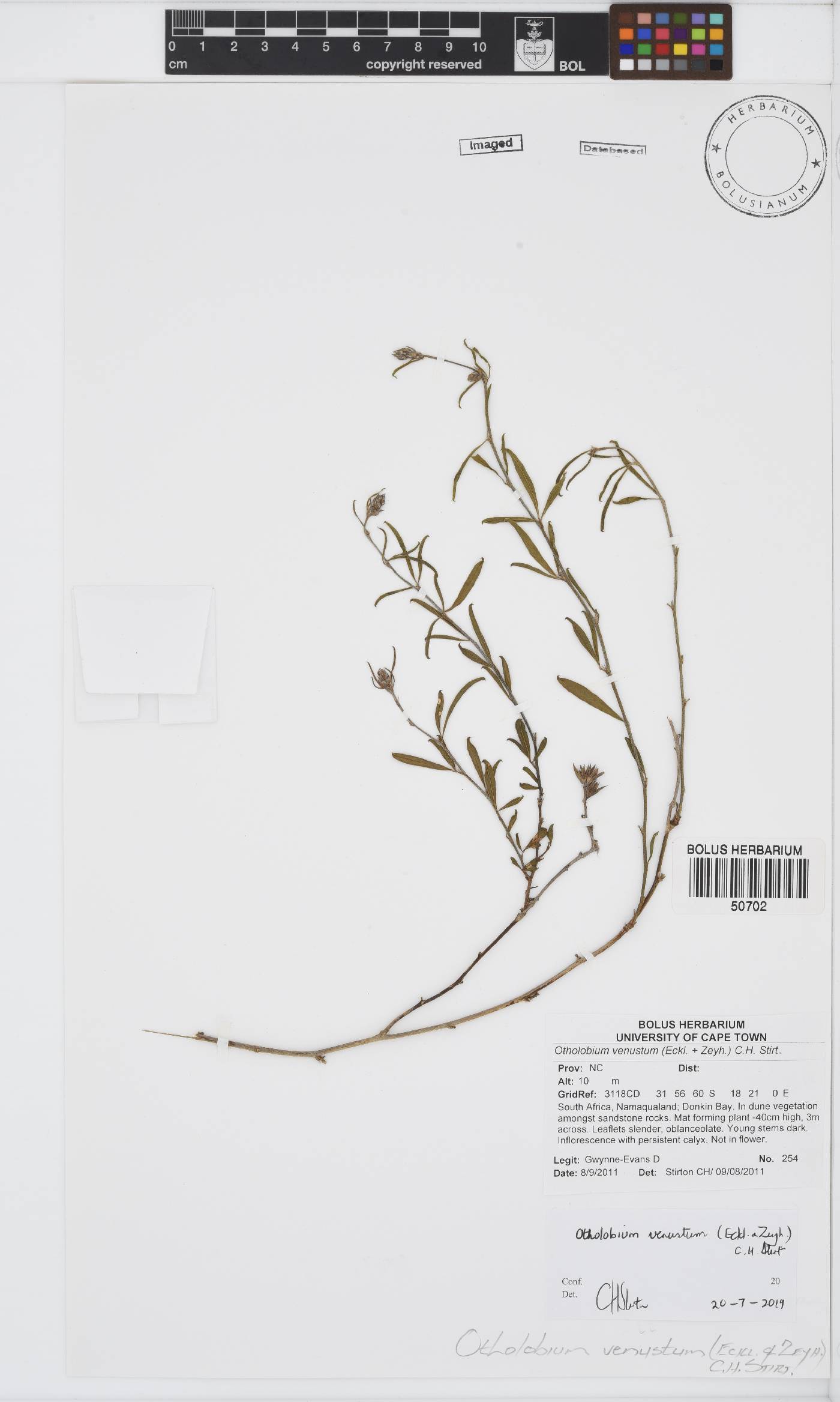 Otholobium venustum image
