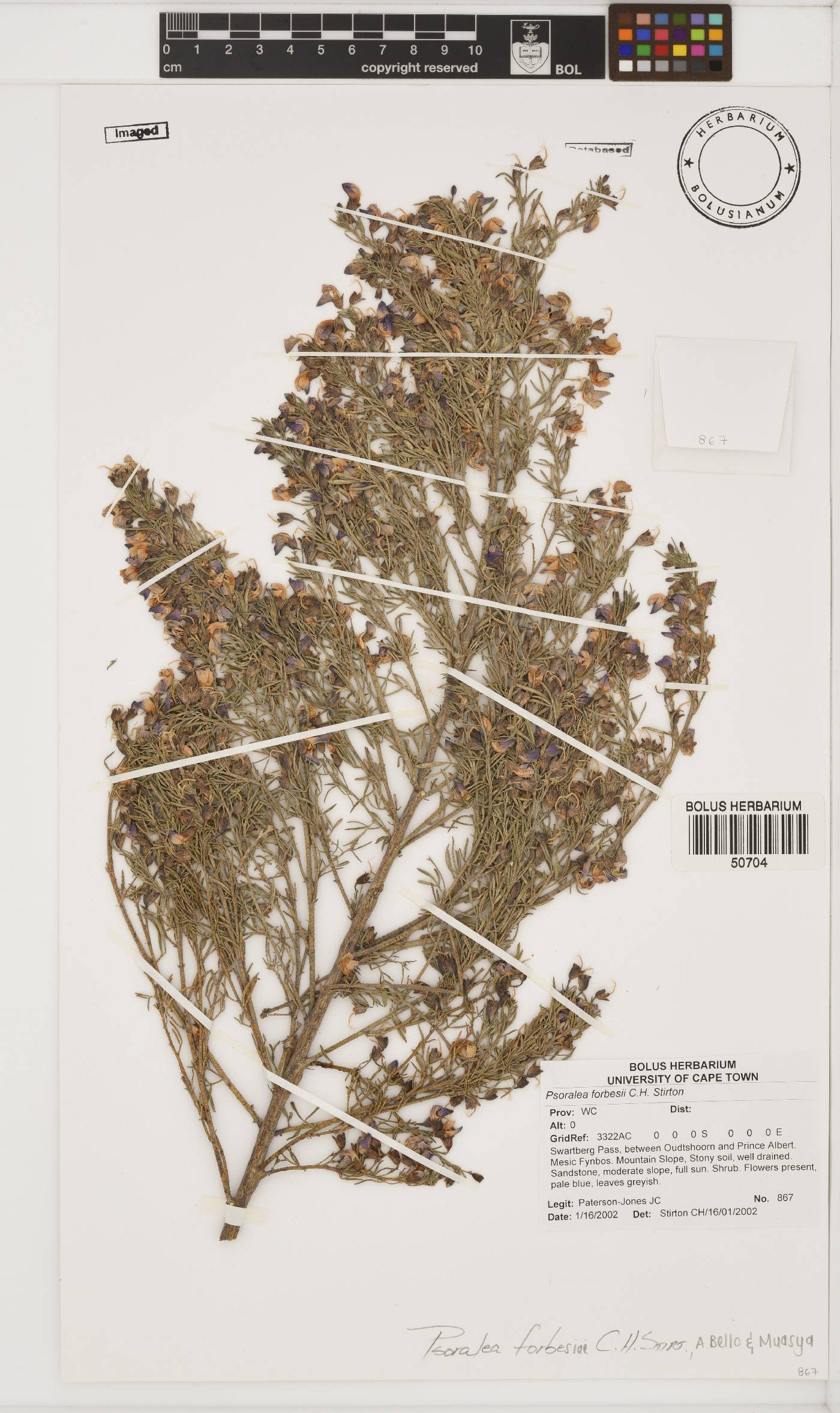 Psoralea forbesiae image