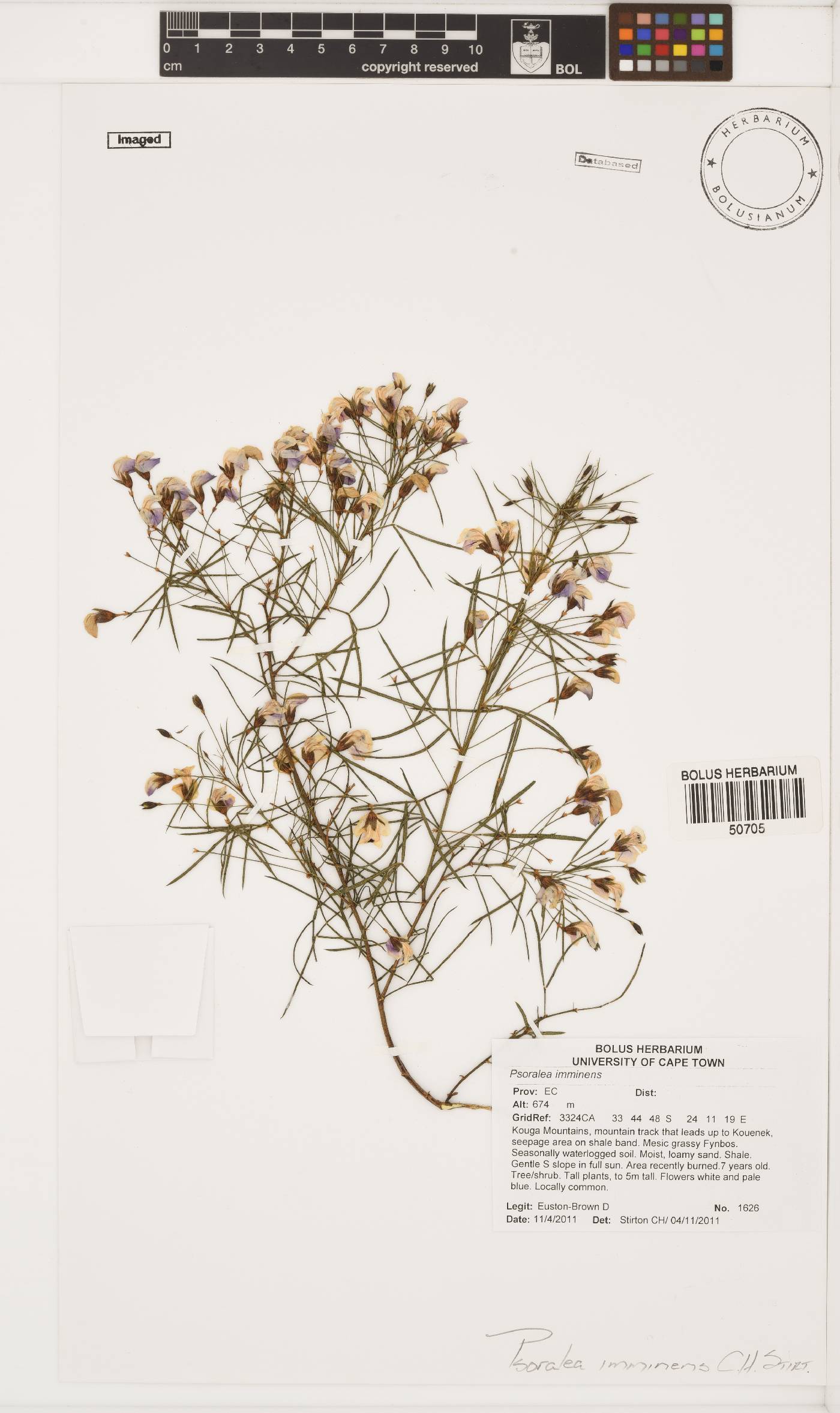 Psoralea imminens image