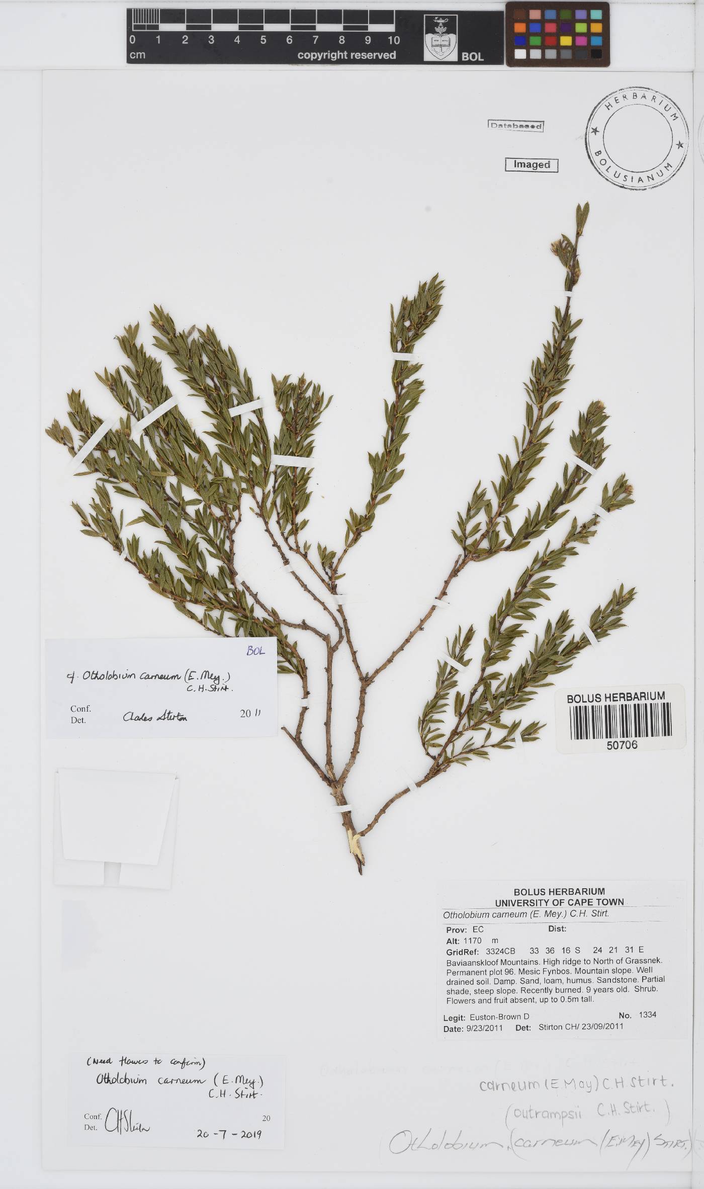 Otholobium carneum image