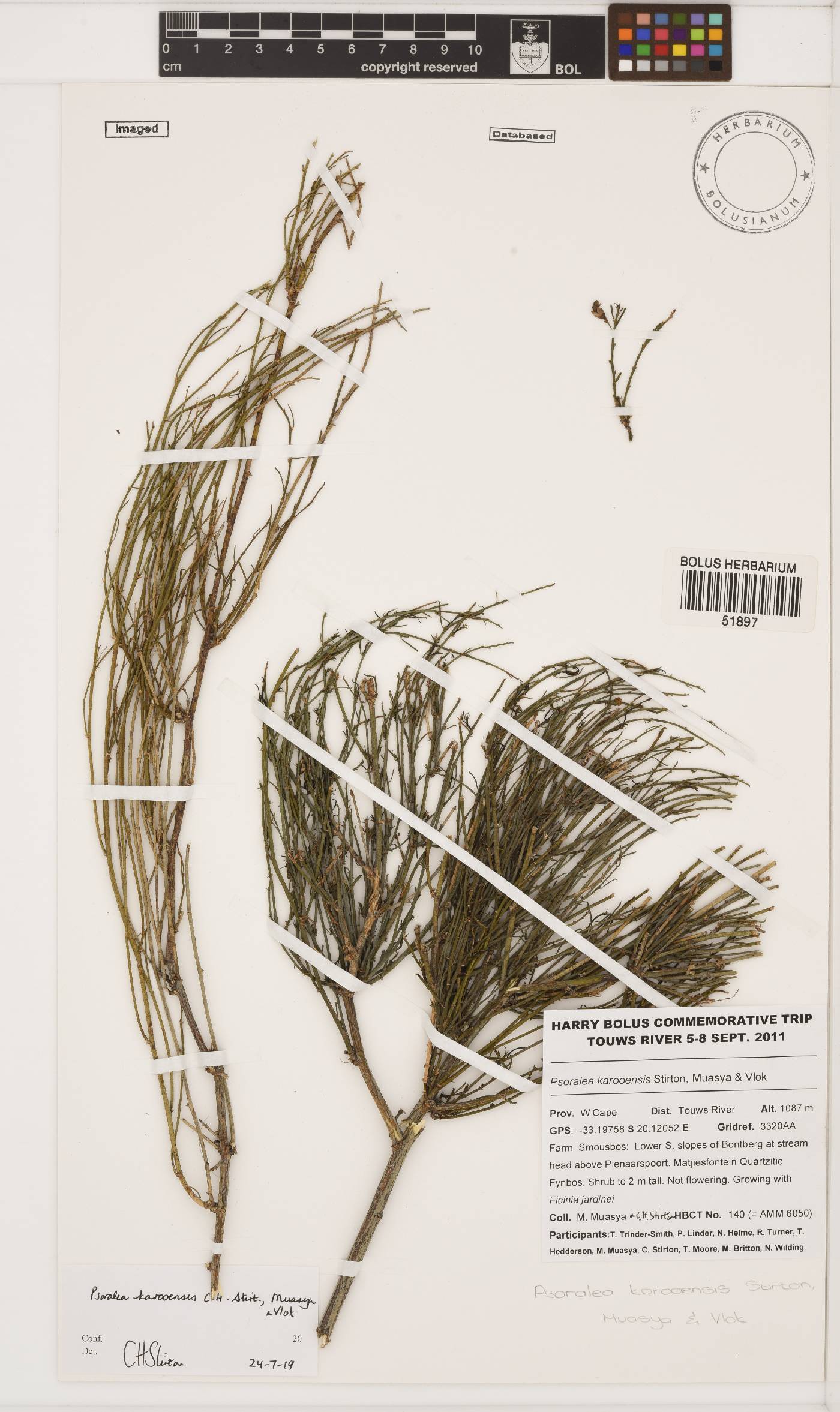 Psoralea karooensis image