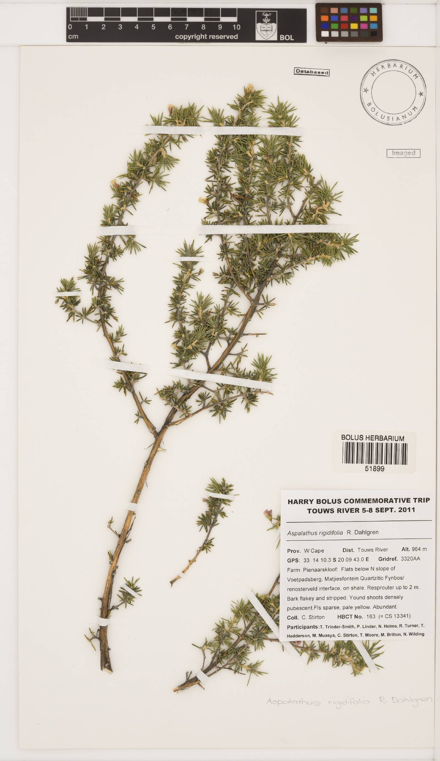 Aspalathus rigidifolia image