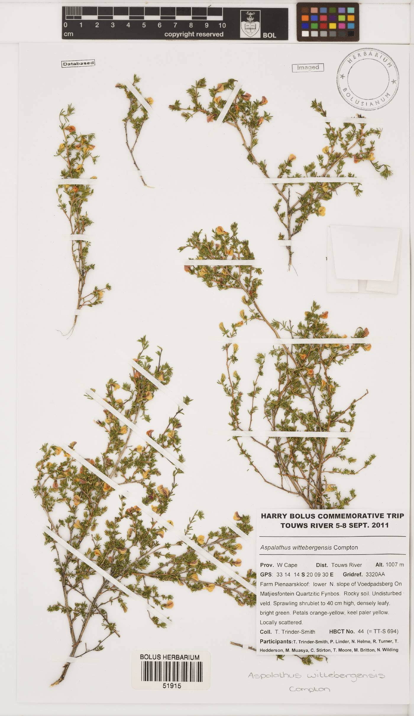 Aspalathus wittebergensis image