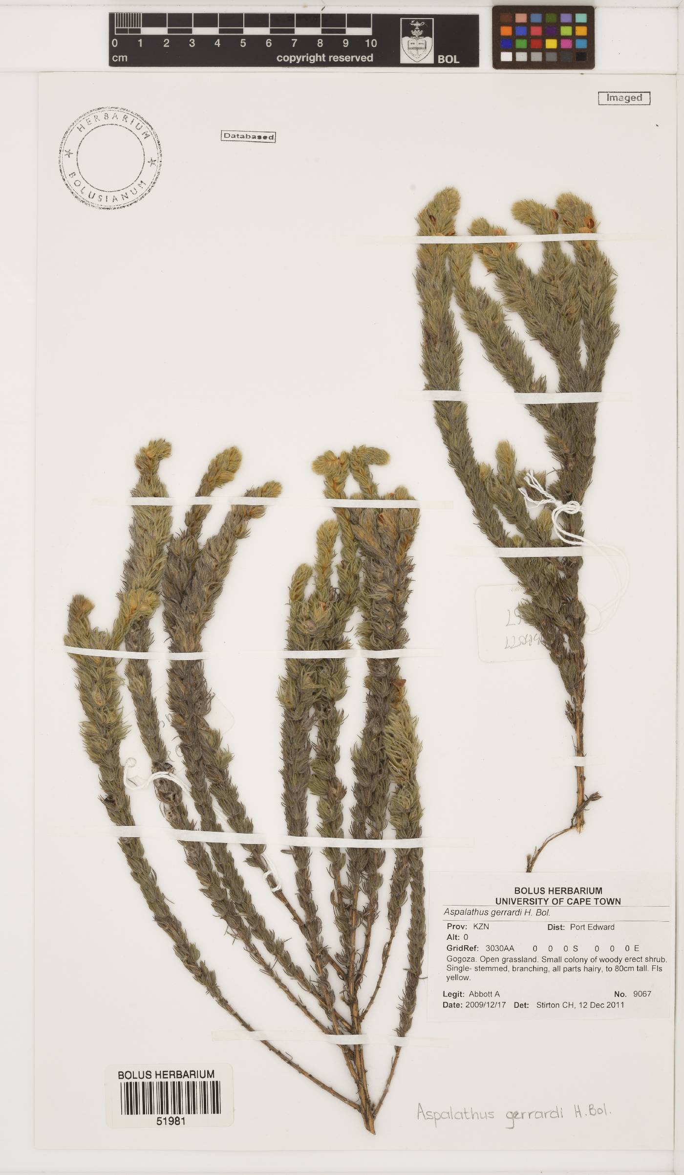 Aspalathus gerrardii image