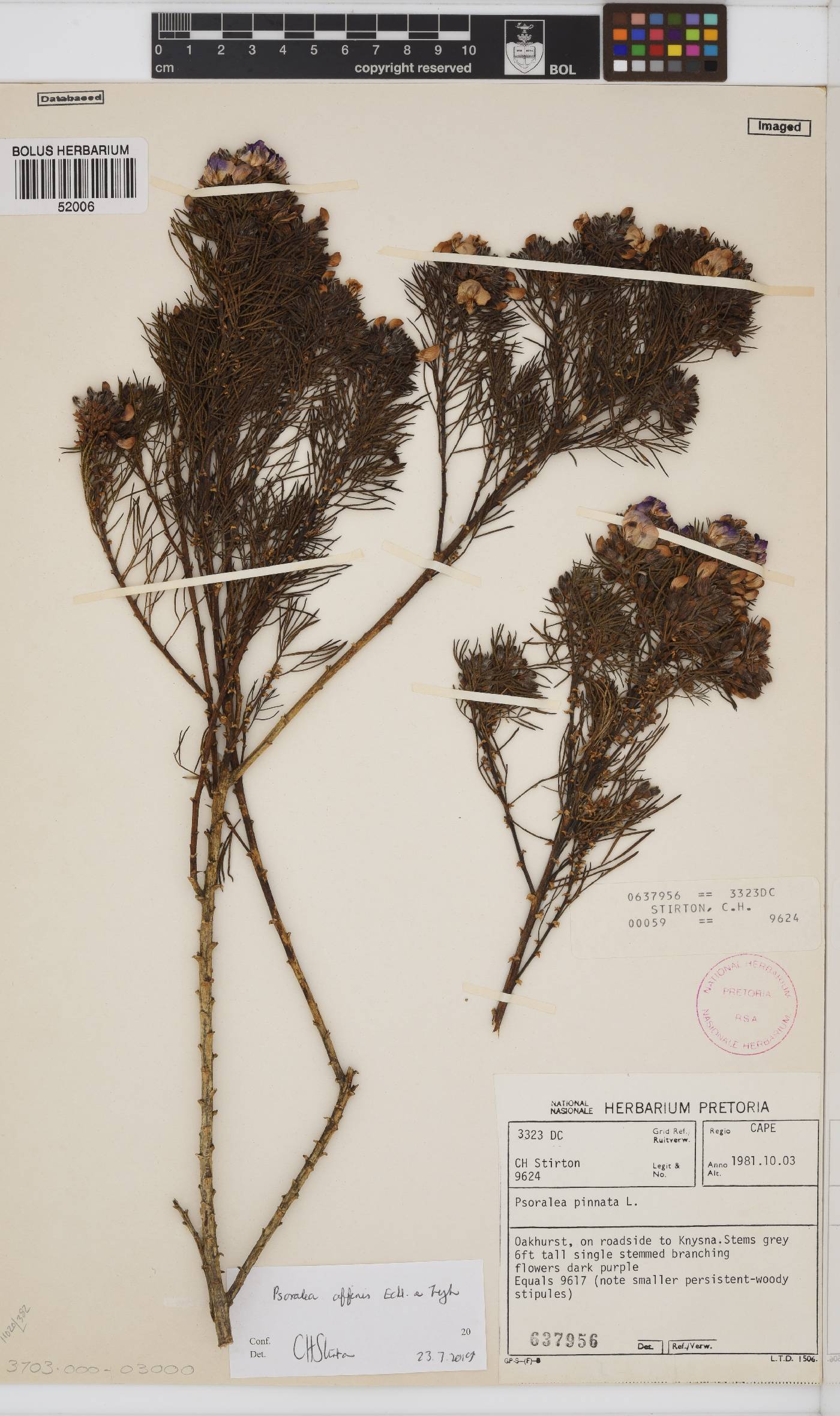 Psoralea affinis image